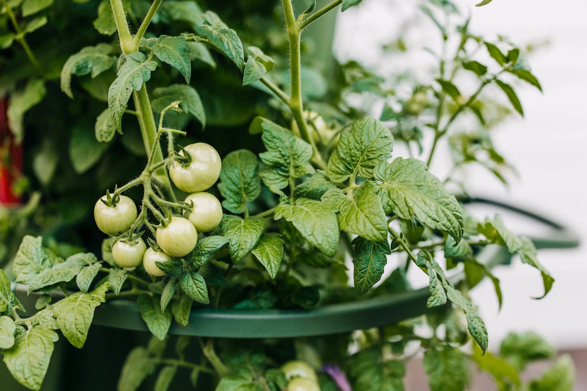 How to Grow Tomatoes in Your GreenStalk Garden - GreenStalk Garden