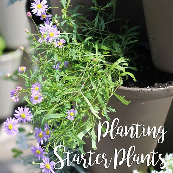 How to Plant Starter Plants in a Vertical Garden - GreenStalk Garden