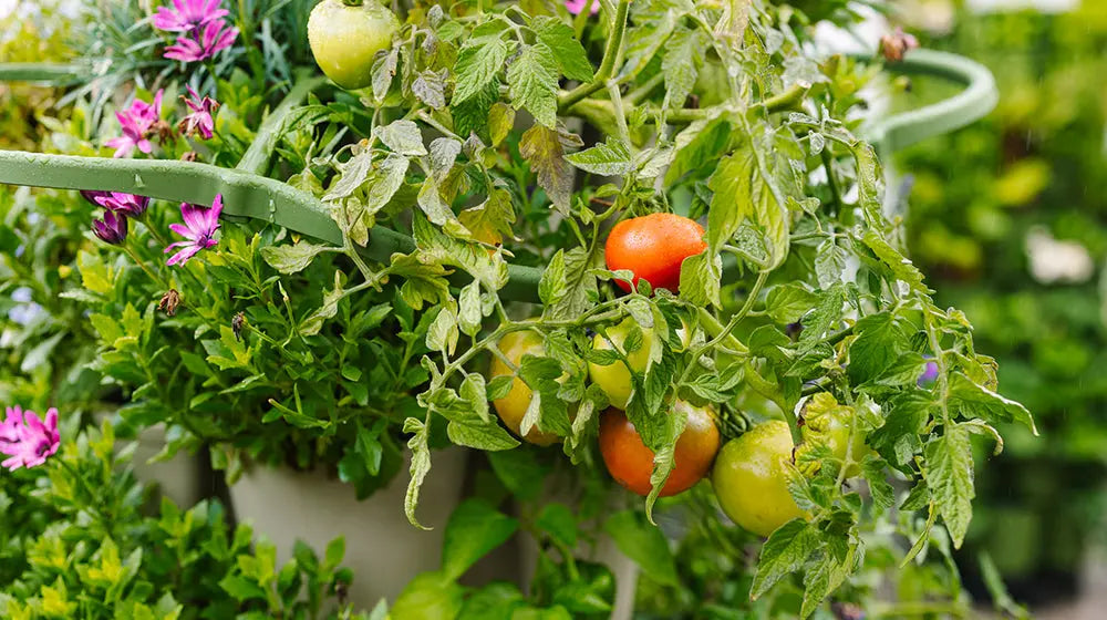 How To Grow Tomatoes Vertically In A Small Space - GreenStalk Garden