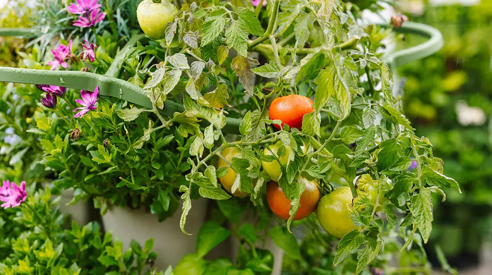 How To Grow Tomatoes Vertically In A Small Space GreenStalk Garden How to grow tomatoes vertically in a small space greenstalk garden