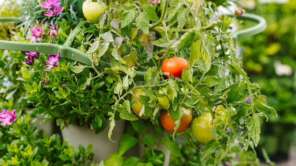 How To Grow Tomatoes Vertically In A Small Space | GreenStalk Garden