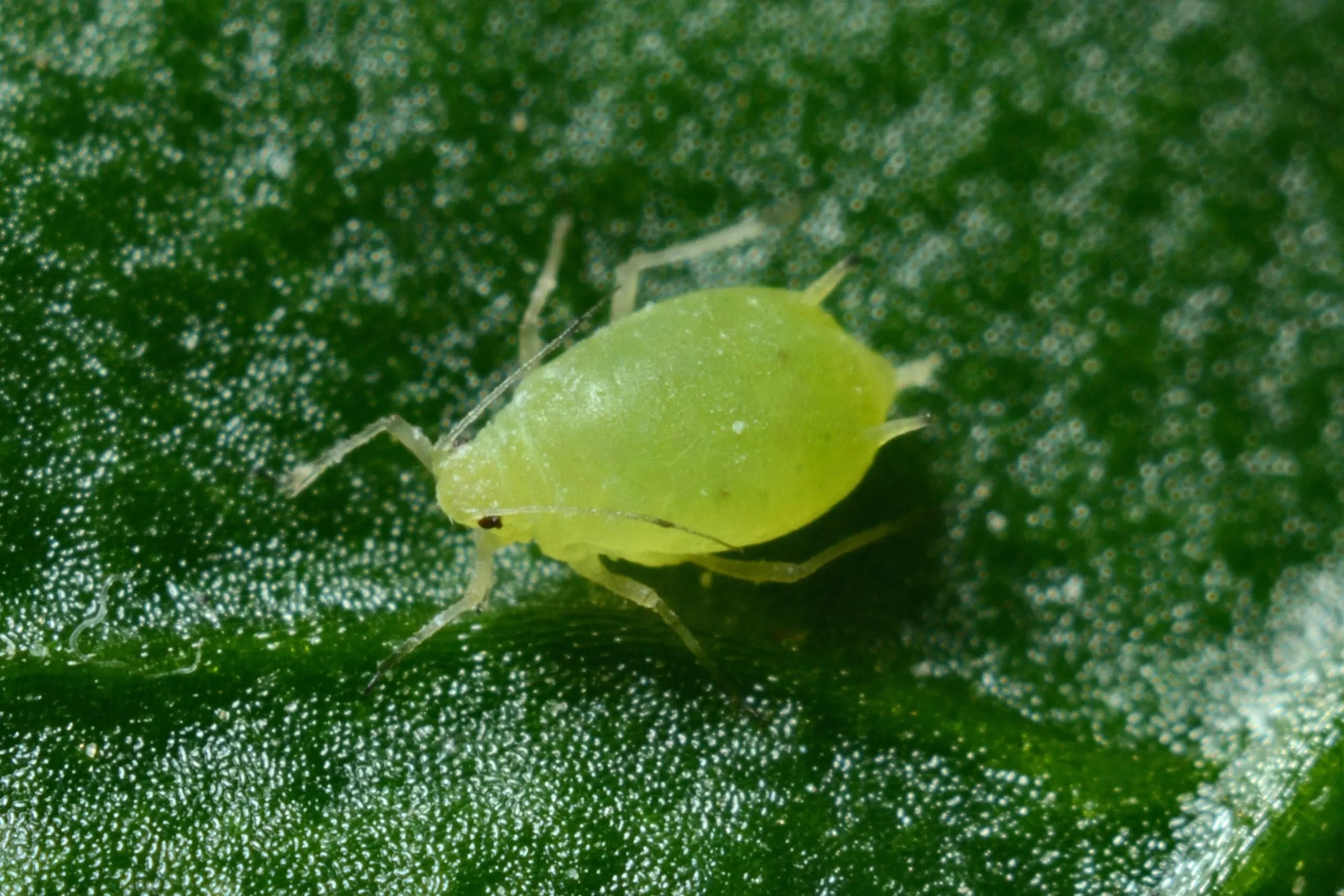 Common Garden Pests And How to Get Rid of Them - GreenStalk Garden