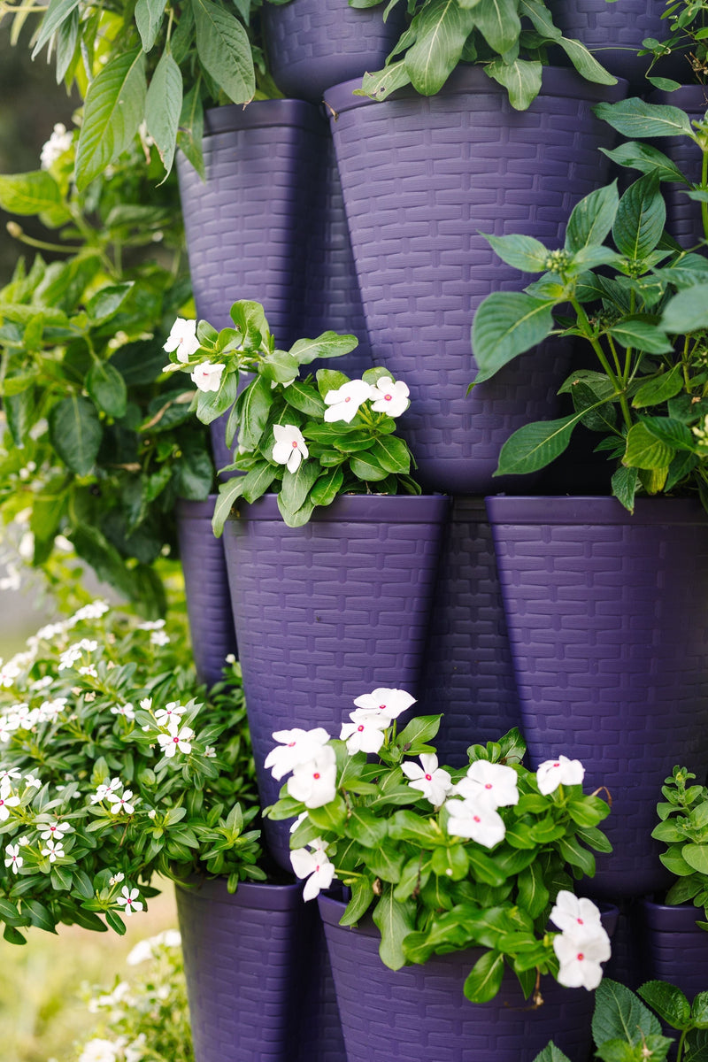 Blackberry-Classic-Terracotta GreenStalk Garden