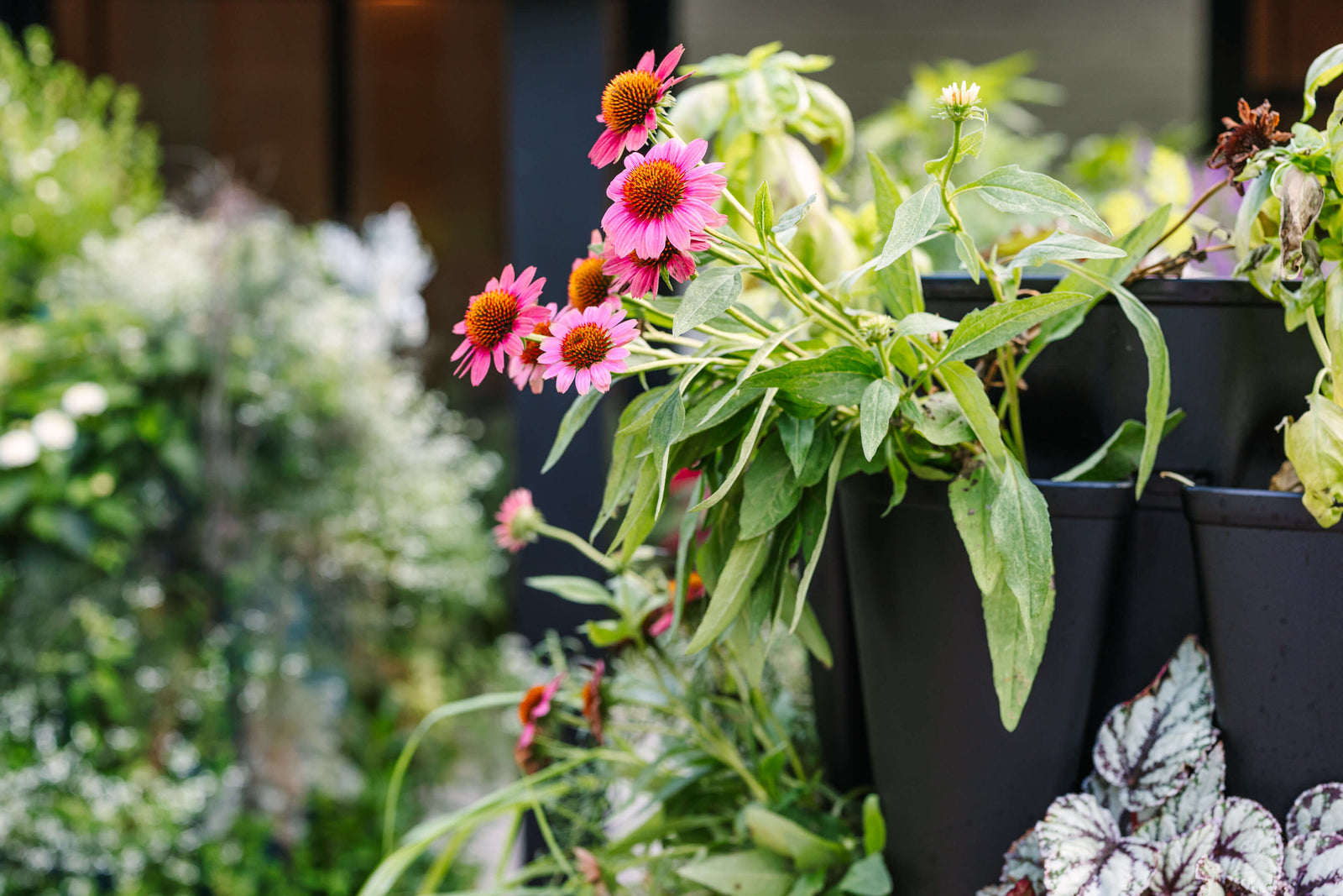 Beautiful-Black GreenStalk Garden