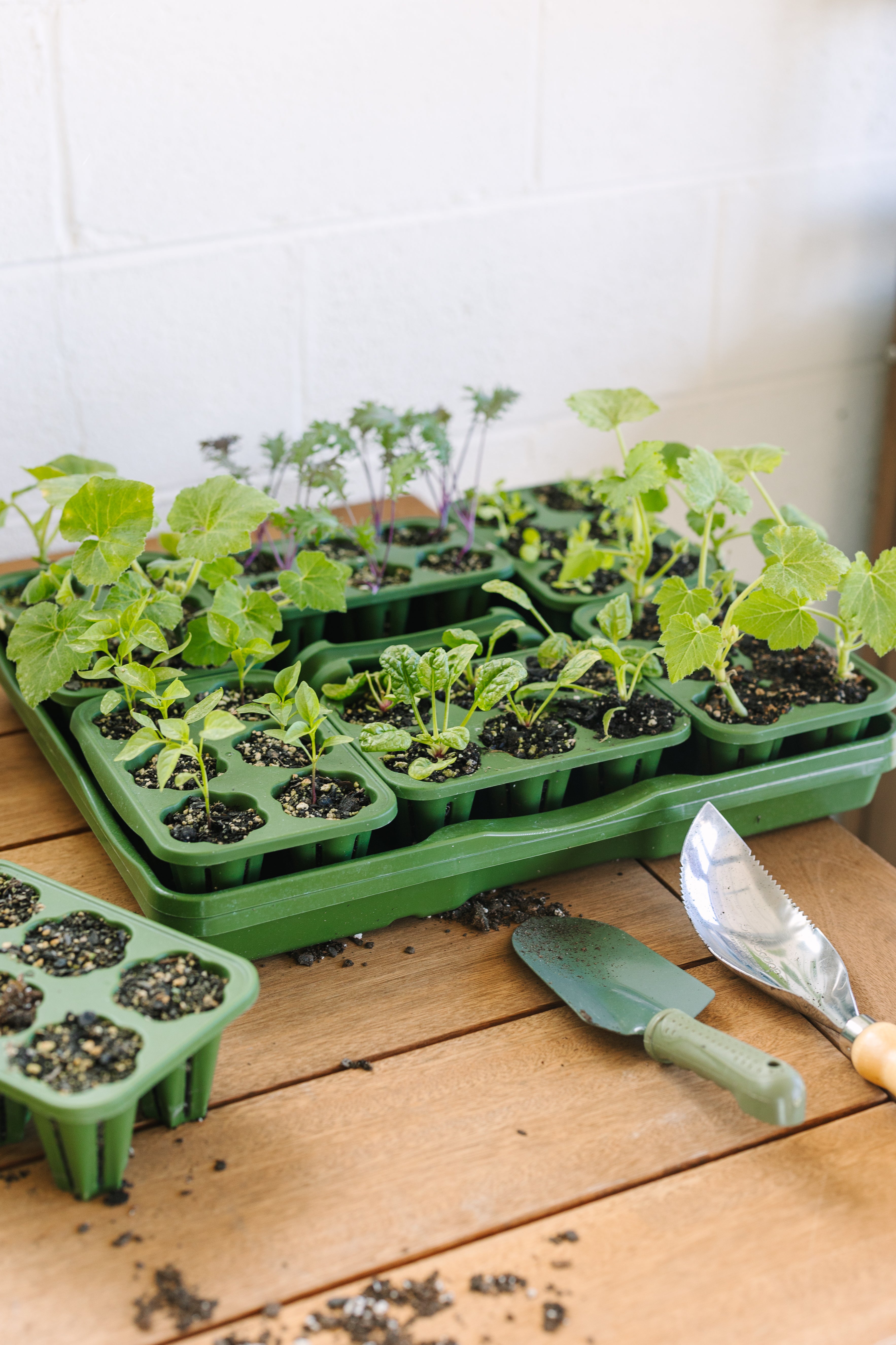 Seed Starter Kits | GreenStalk Garden