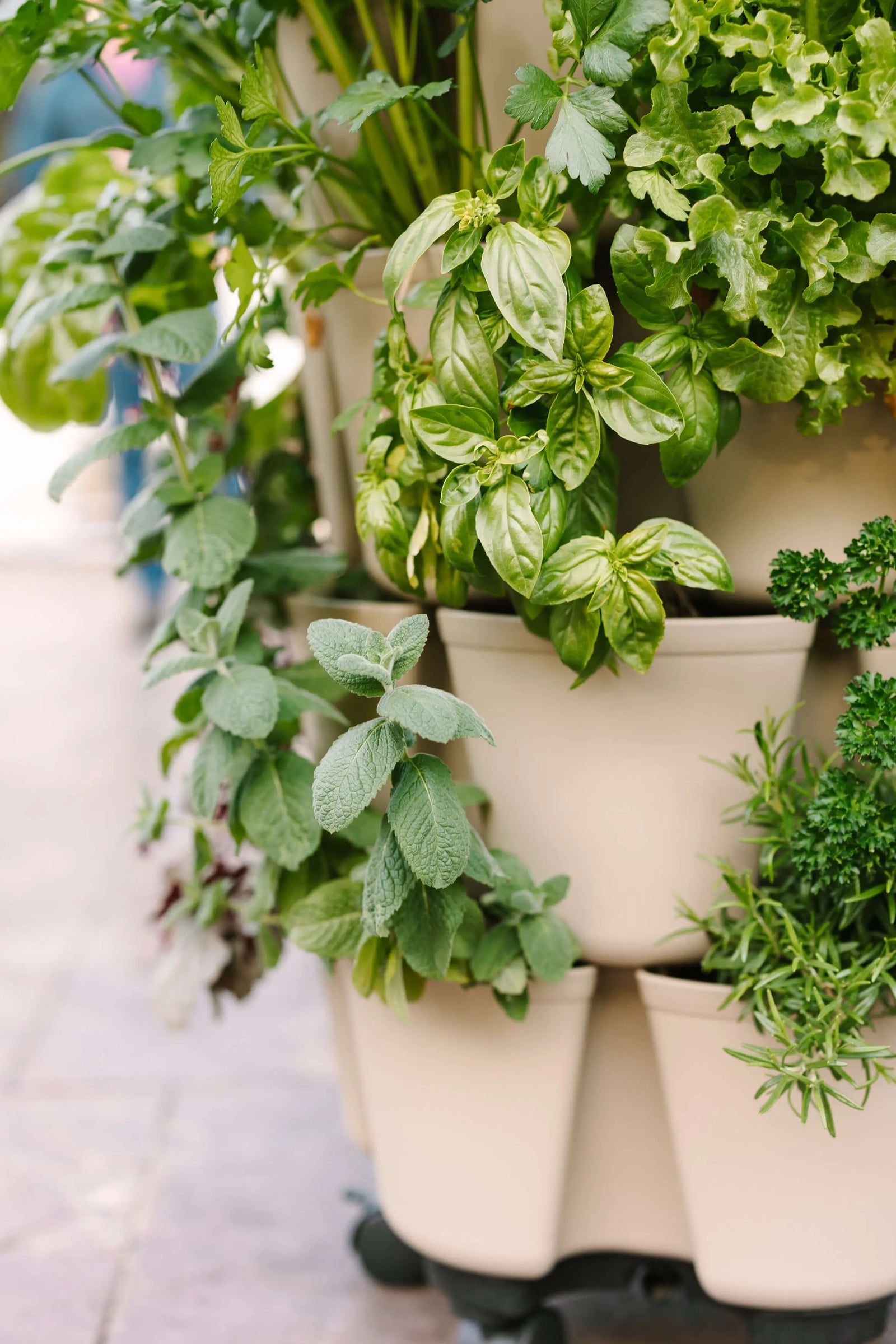 Bestsellers - GreenStalk Garden