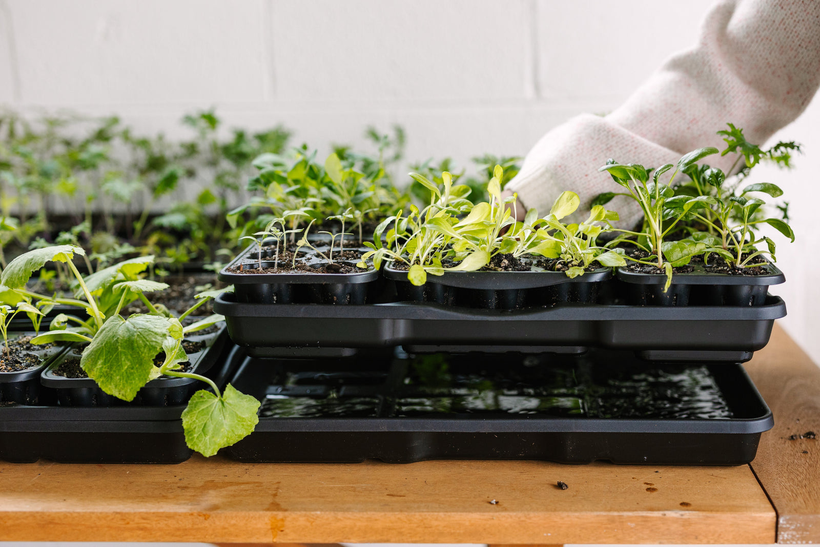 Pre-Order GreenStalk Garden