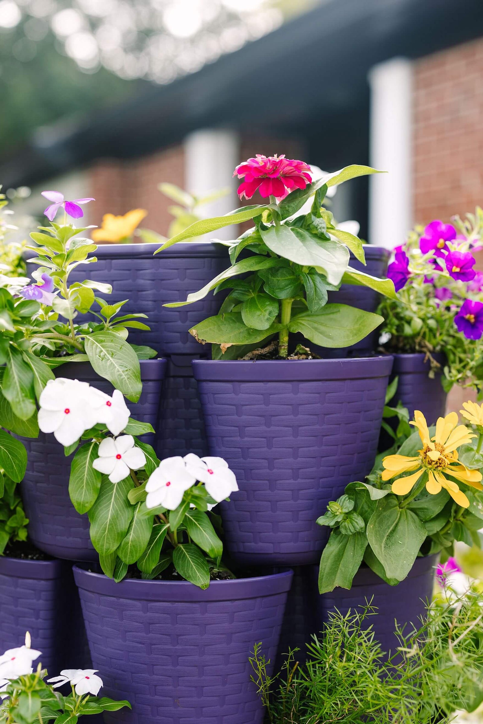 Blackberry GreenStalk Garden