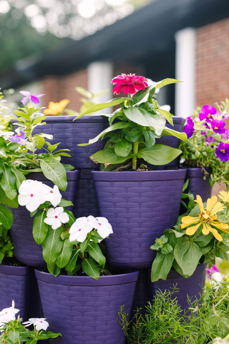 Blackberry GreenStalk Garden