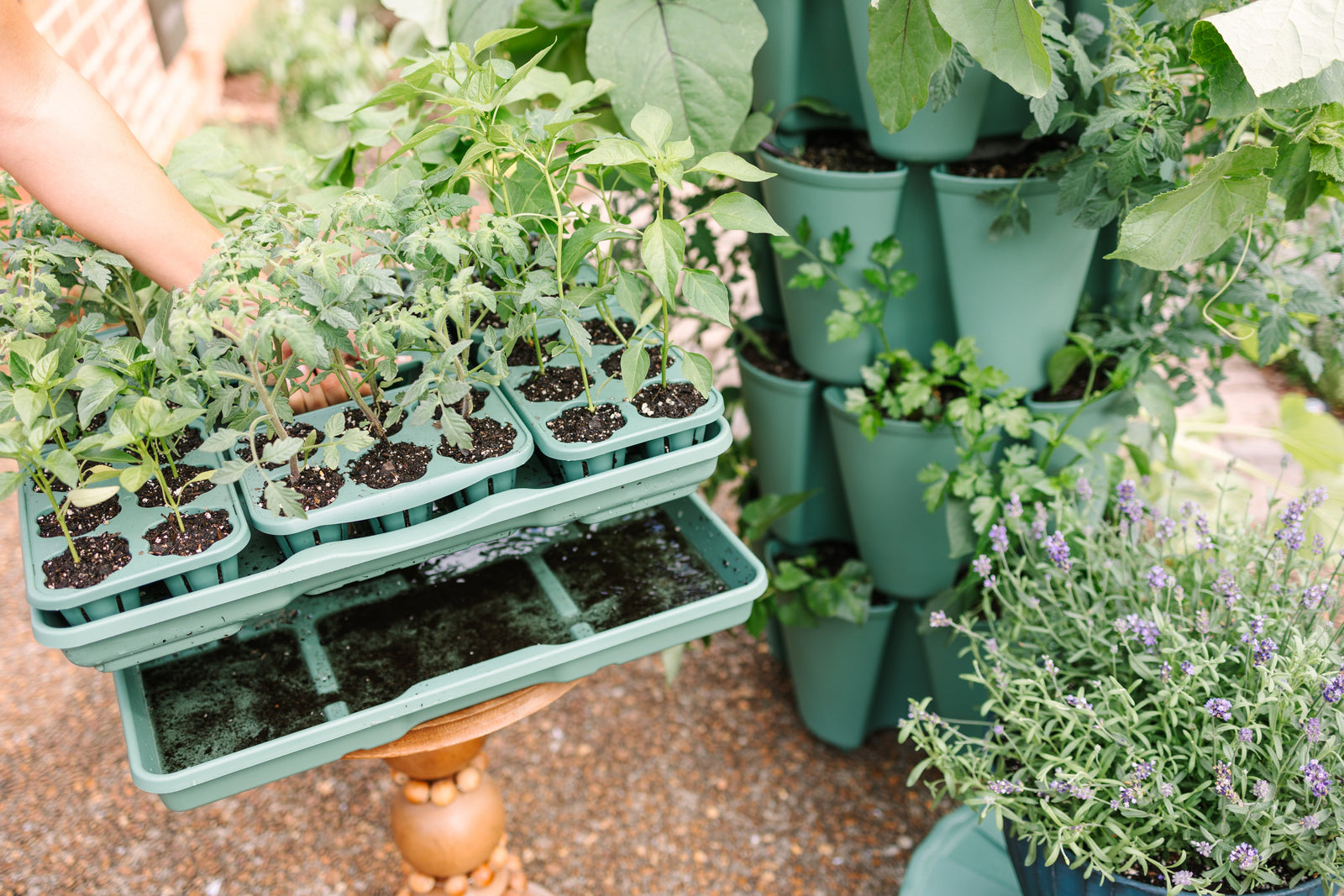 Sage GreenStalk Garden