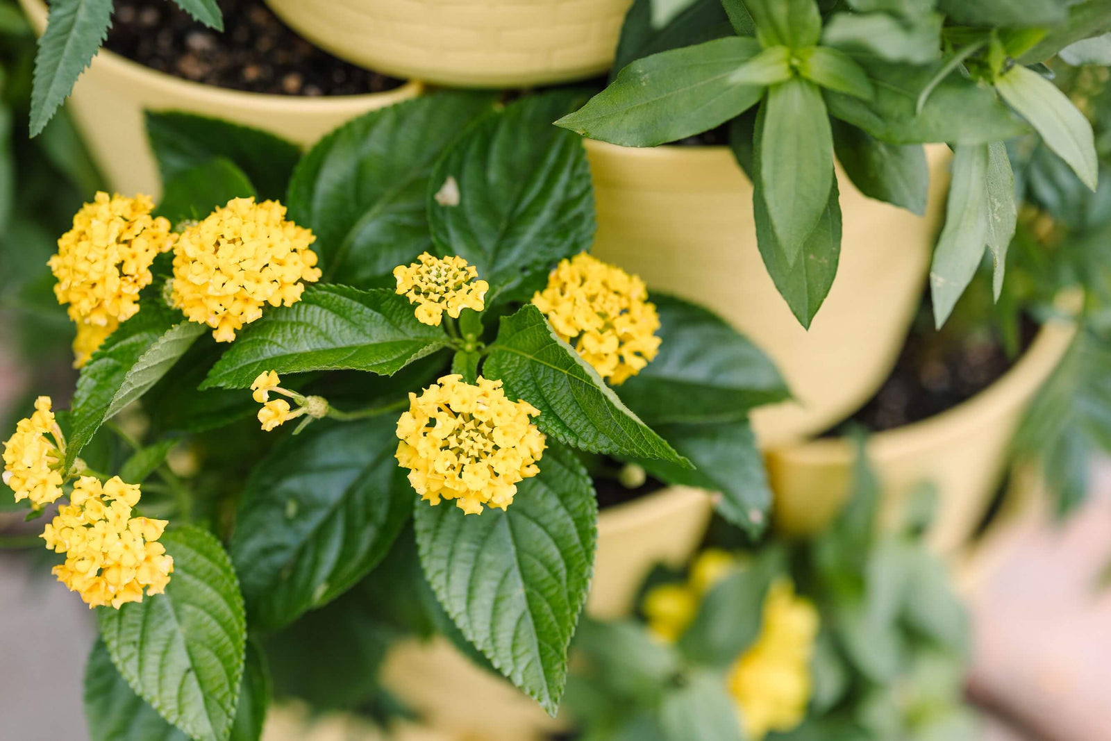 Lemon GreenStalk Garden