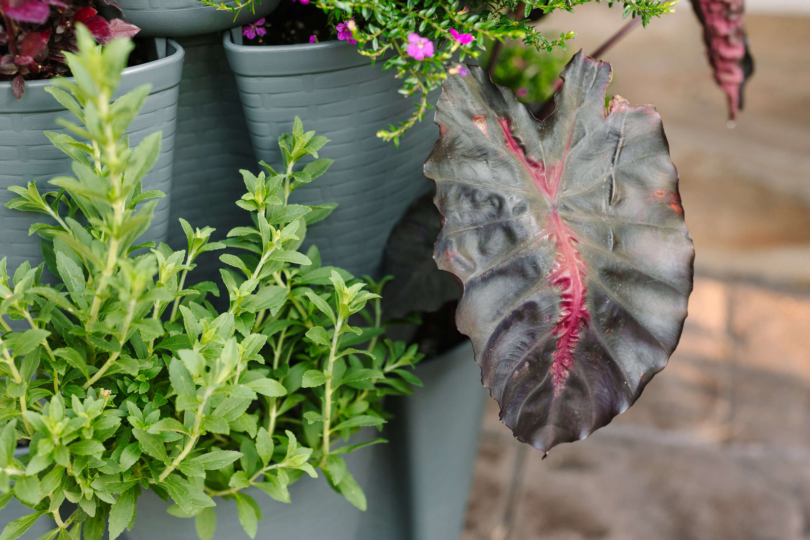 Peppercorn GreenStalk Garden