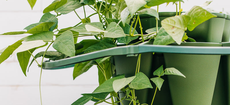 Plant-Support-Trellis-Flash-Sale GreenStalk Garden