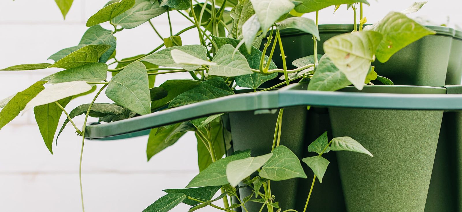 Plant-Support GreenStalk Garden