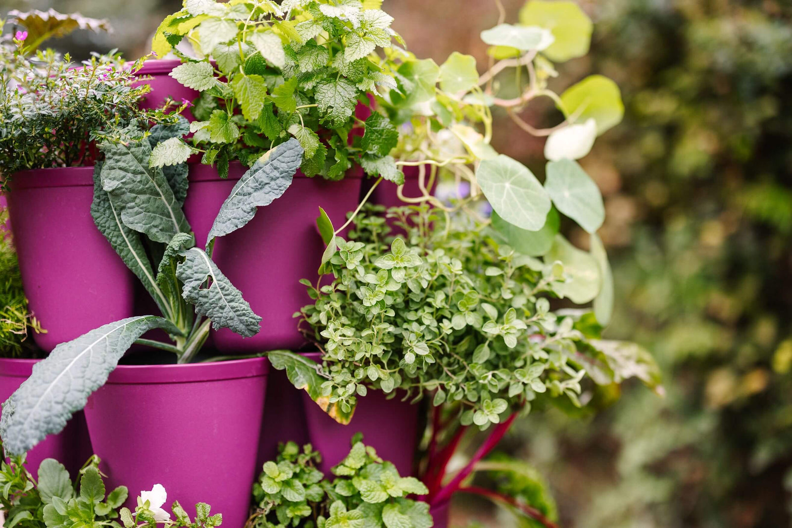 GreenStalk Garden vertical planter in Razzleberry color with salad greens and herbs