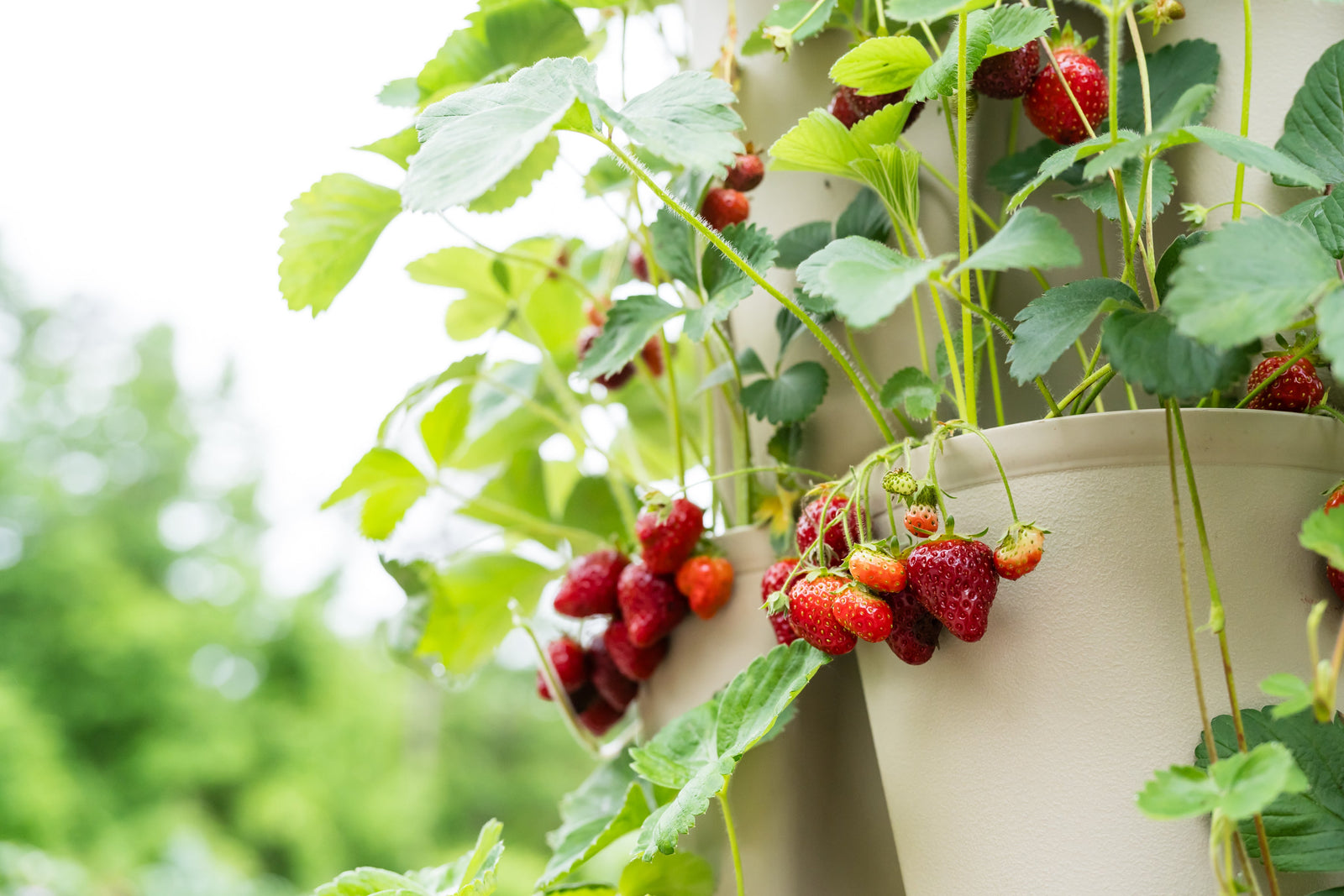 Stunning-Stone GreenStalk Garden