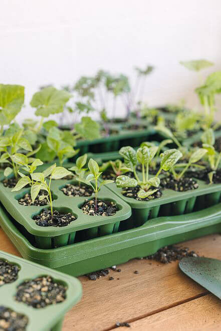 Seed Starting