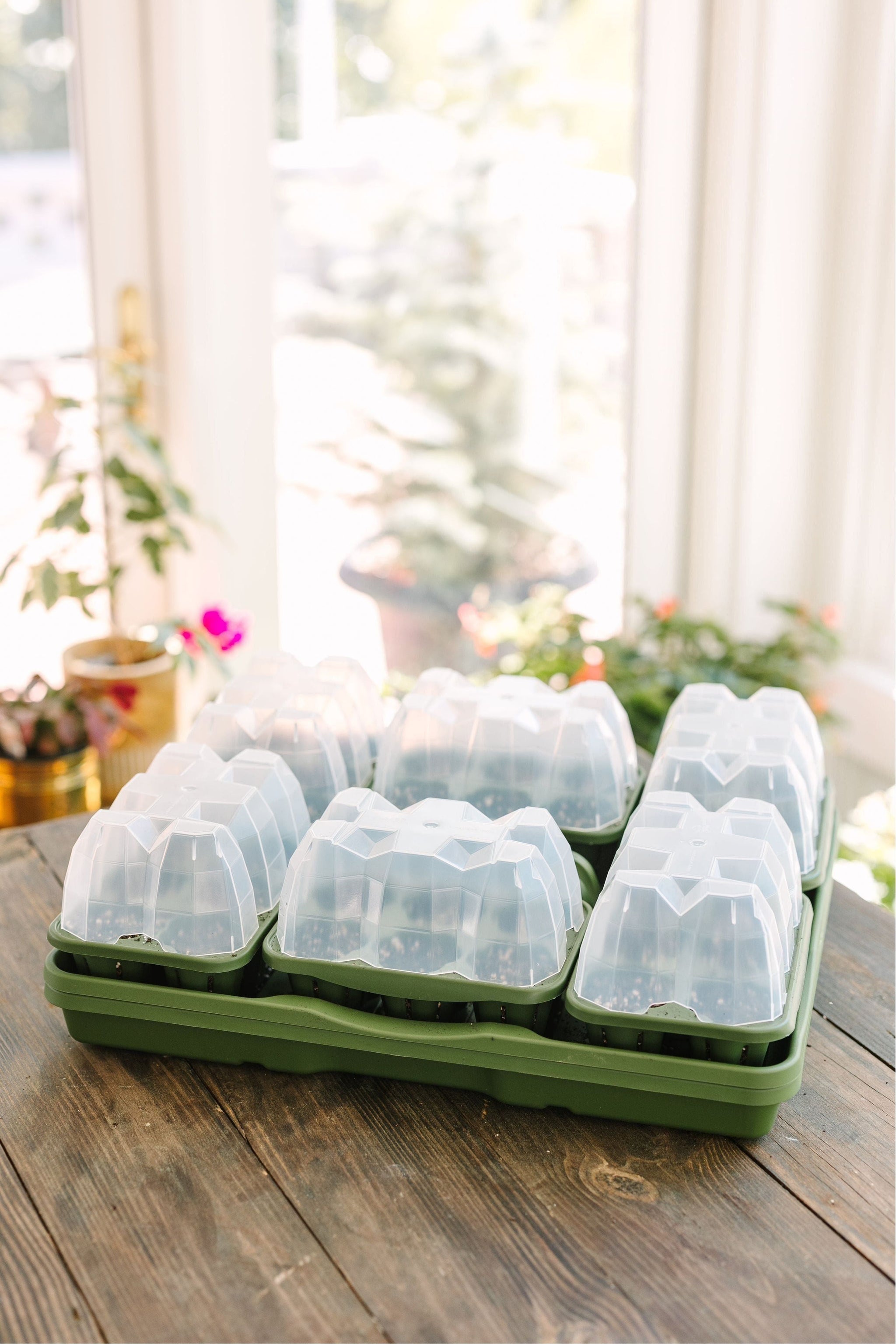 automatic seed tray planter Seed Starter Dome - Set of 6