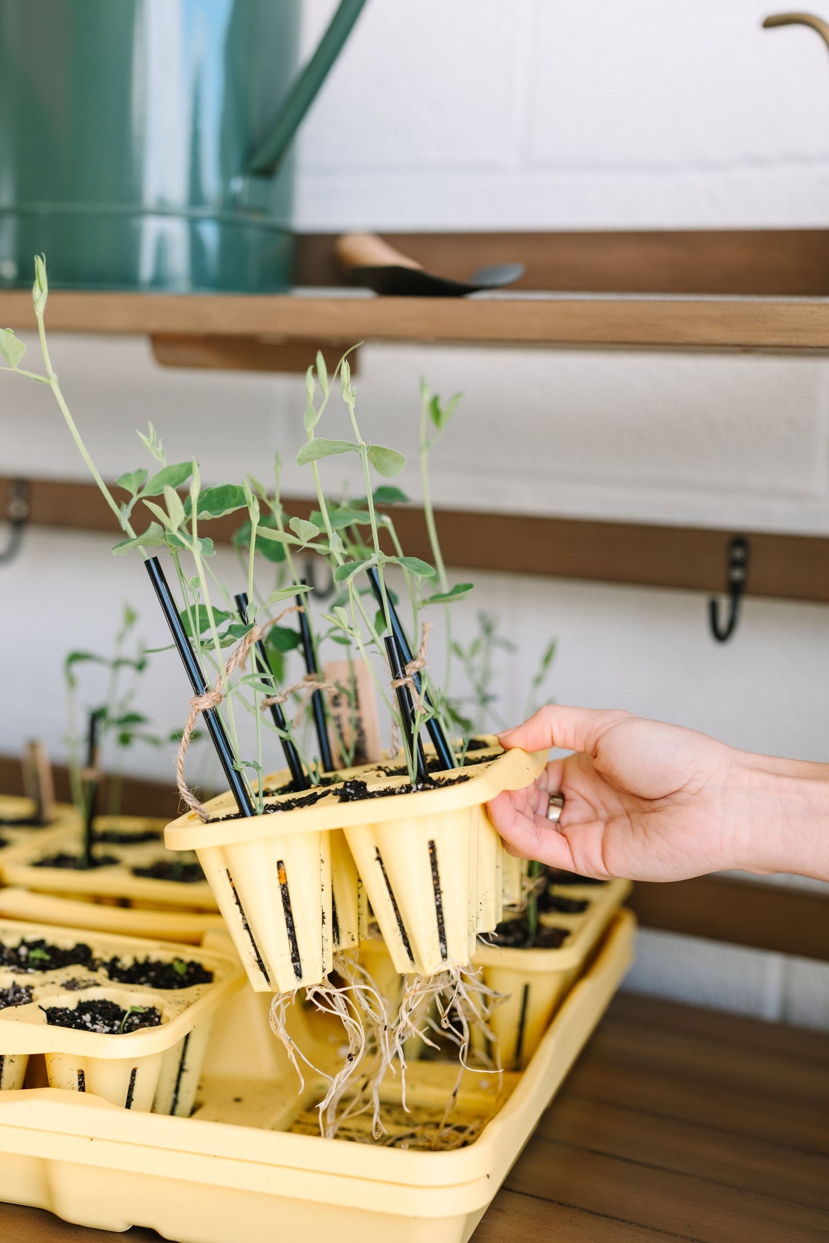 GreenStalk Seed Starter Kit with Domes | Lemon 