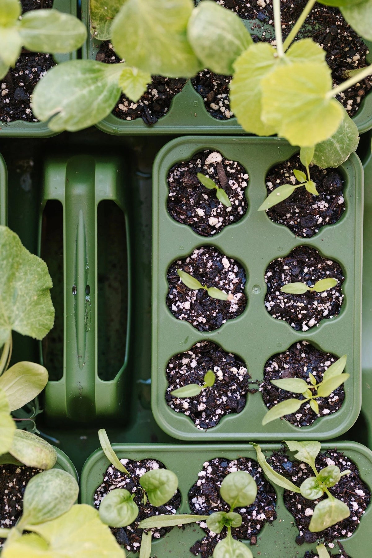 GreenStalk Seed Starter Kit with Domes | Evergreen 