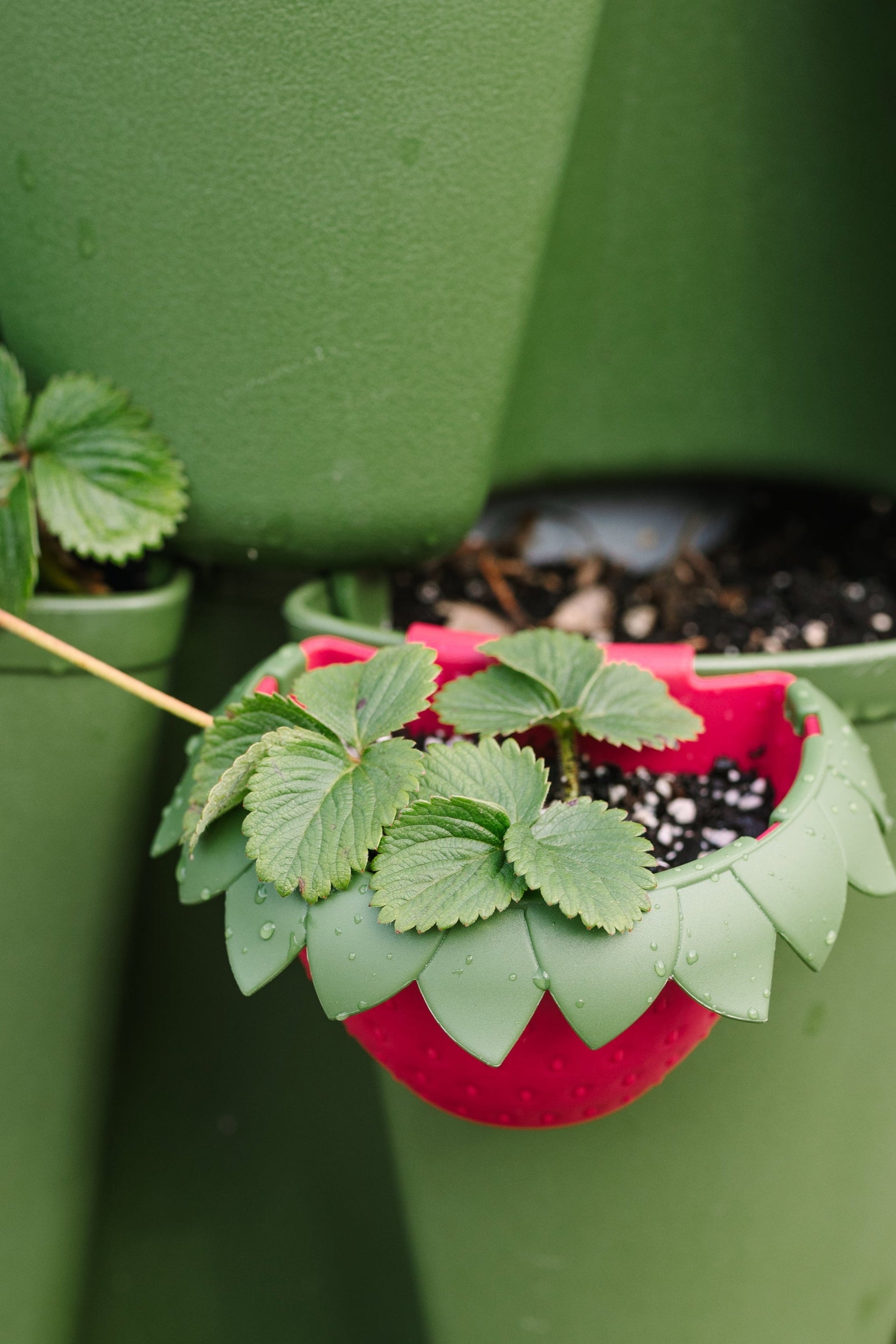 planting strawberry runners in pots GreenStalk Berry Cup - Set of 6