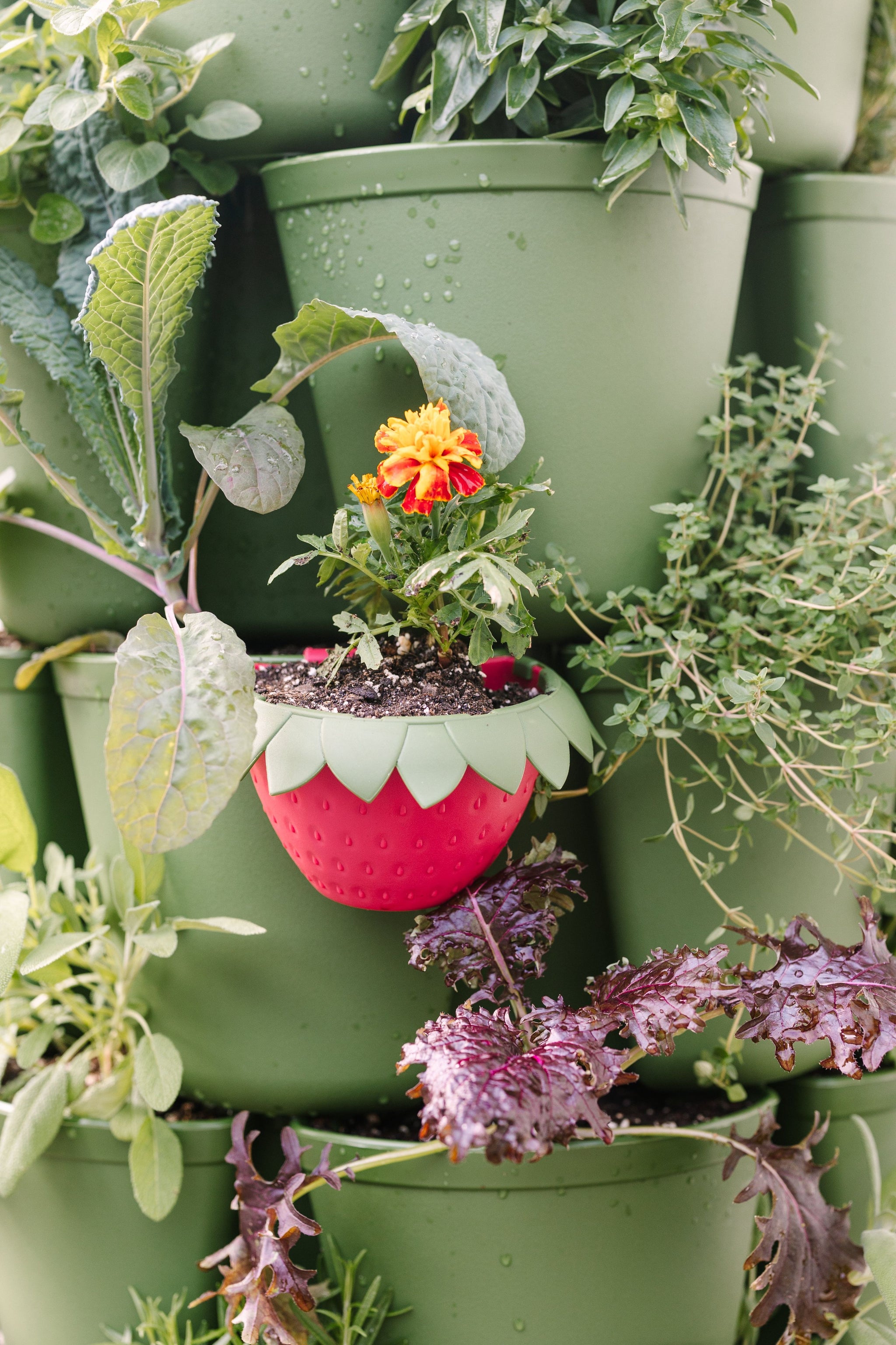 potting cups for plants GreenStalk Berry Cup - Set of 6