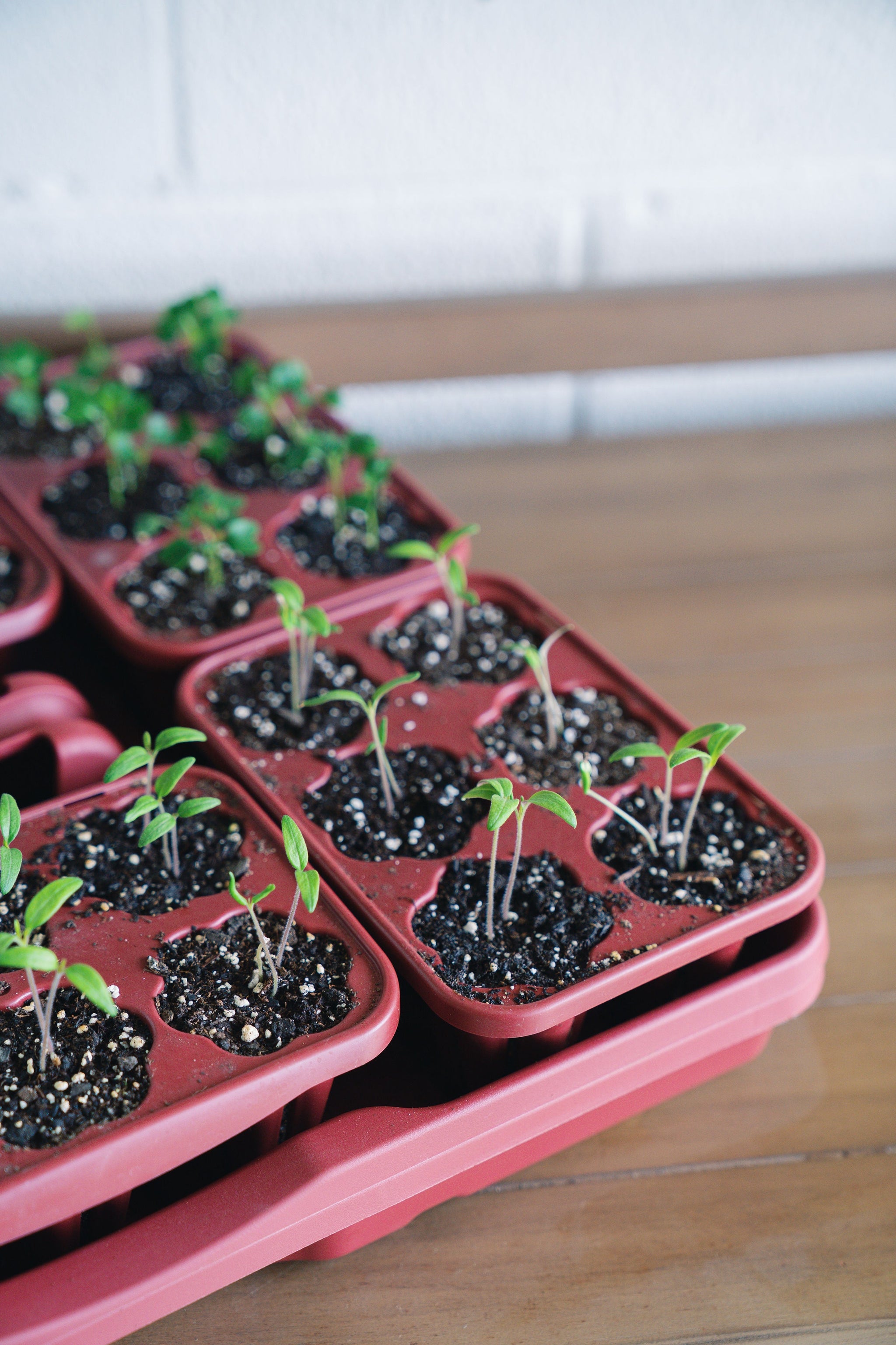 the rusted garden seed shop GreenStalk Seed Starter Kit with Domes | Rusted Garden Red
