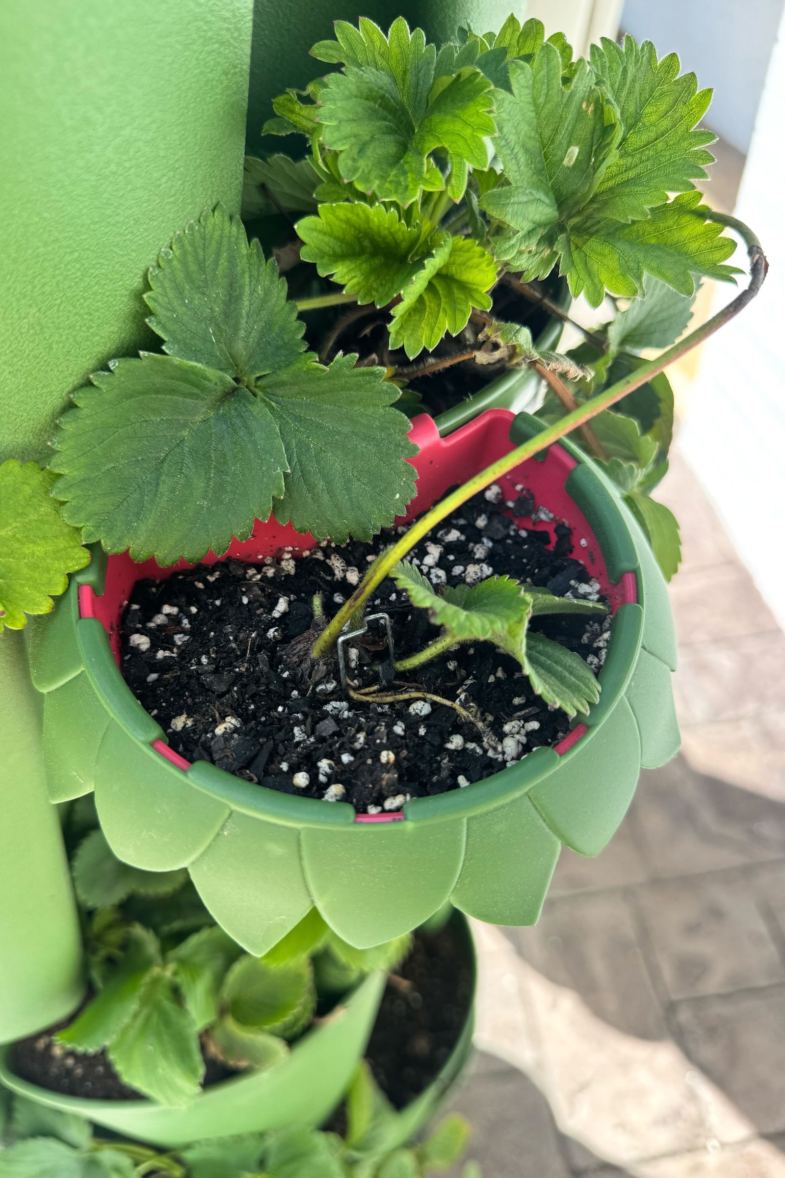 Garden Pin for Strawberry Runners - Set of 50 