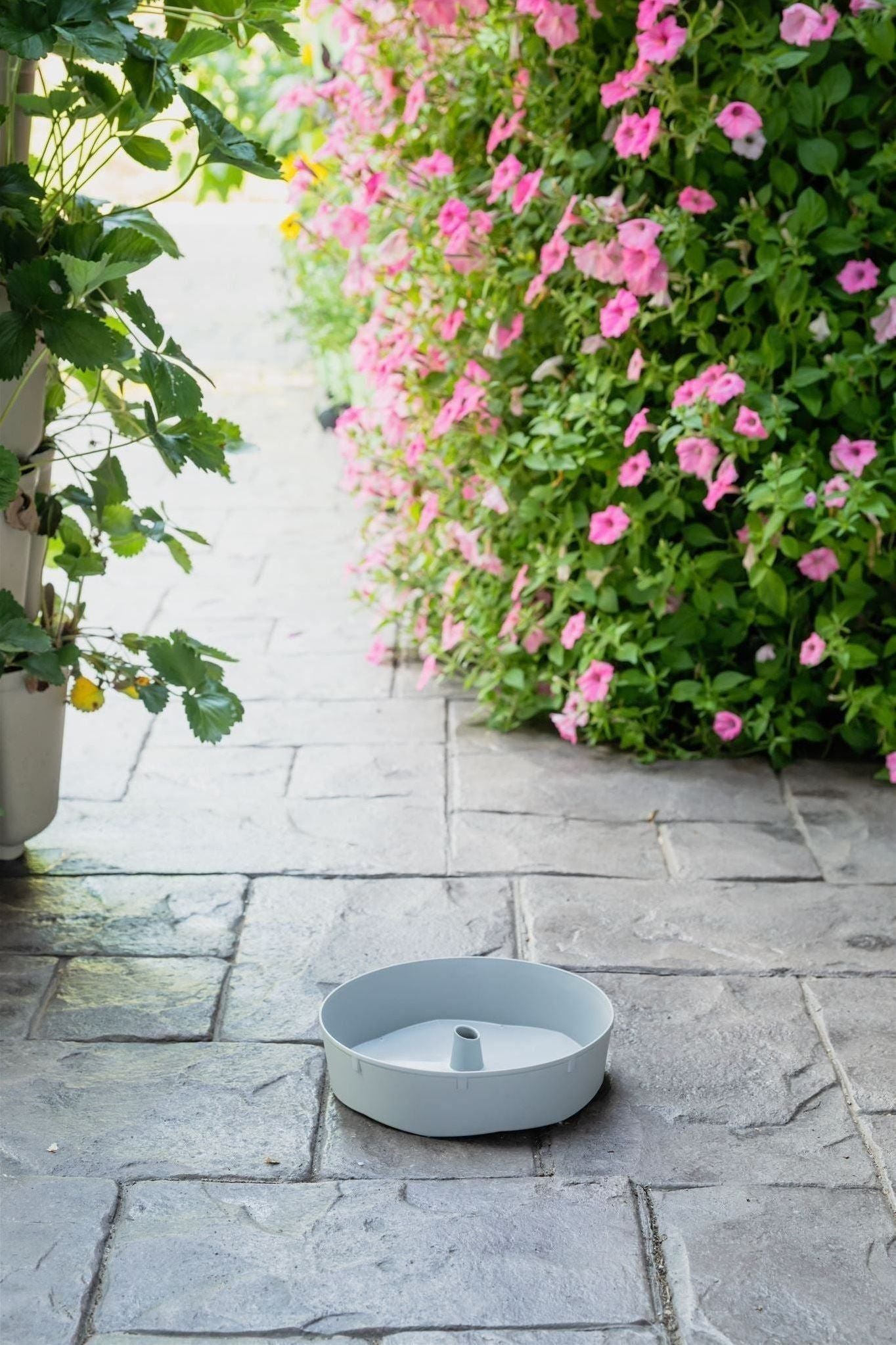 Individual Grey Watering Disk 