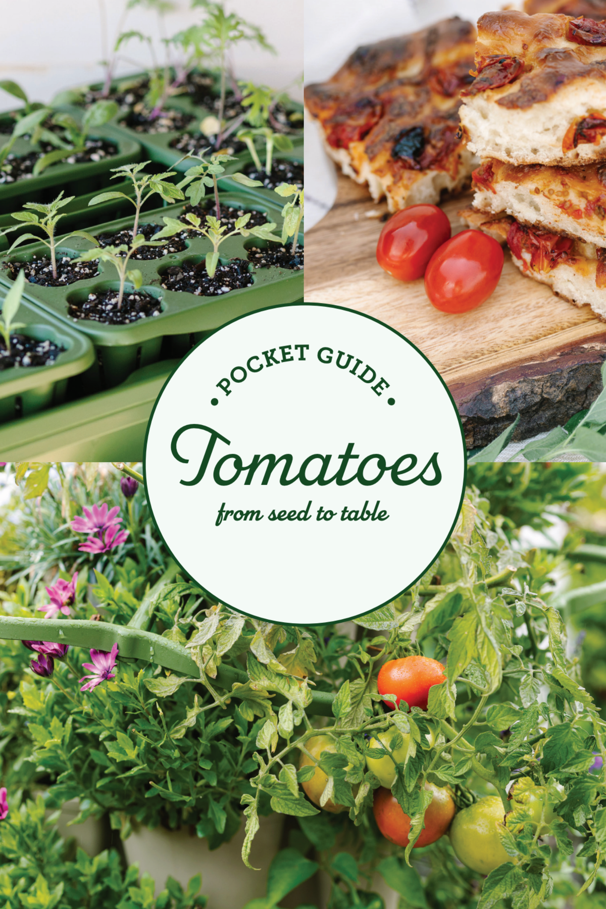 Pocket Guide to Growing Tomatoes | Digital Download 