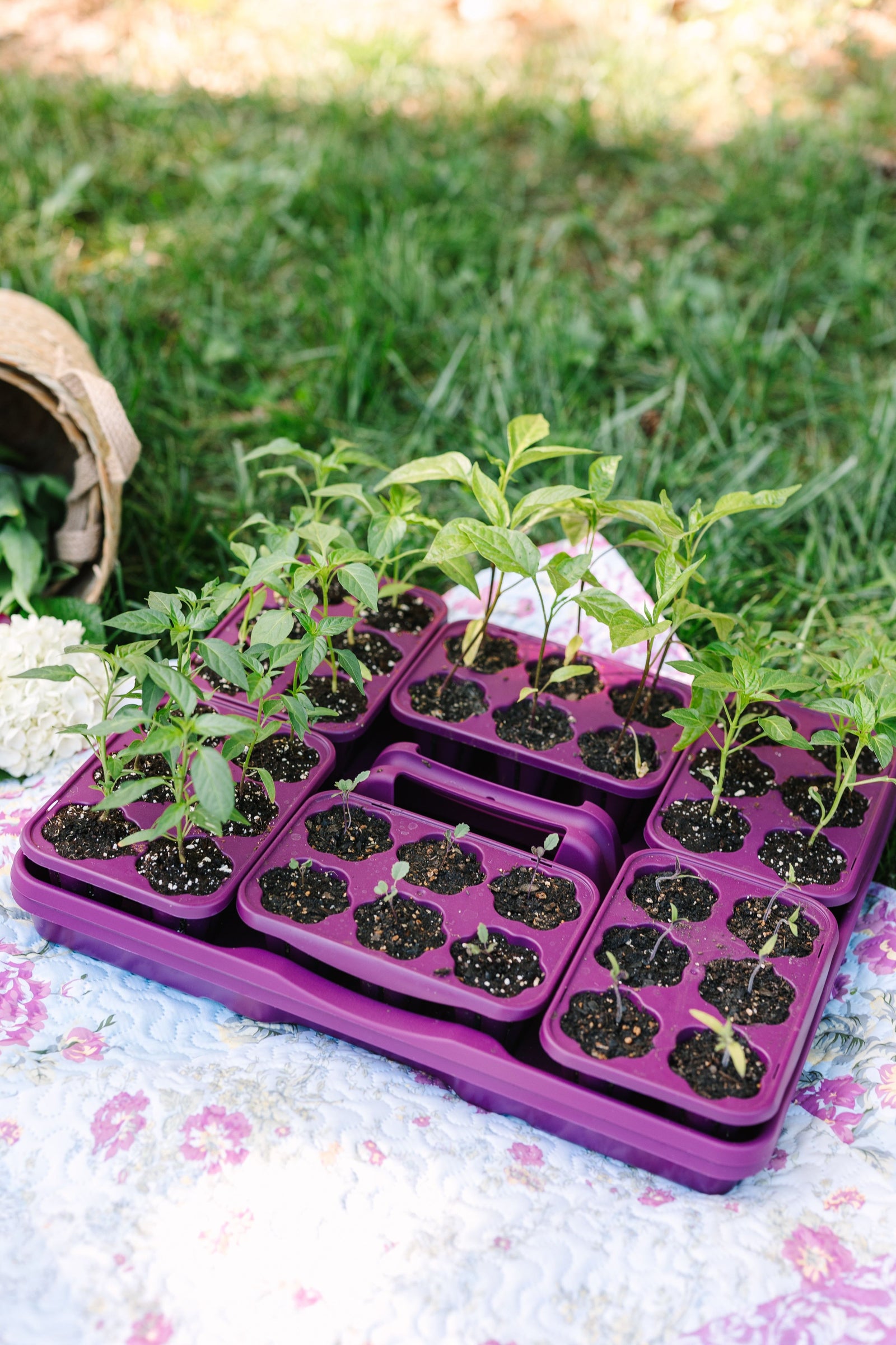 GreenStalk Seed Starter Kit with Domes | Razzleberry 