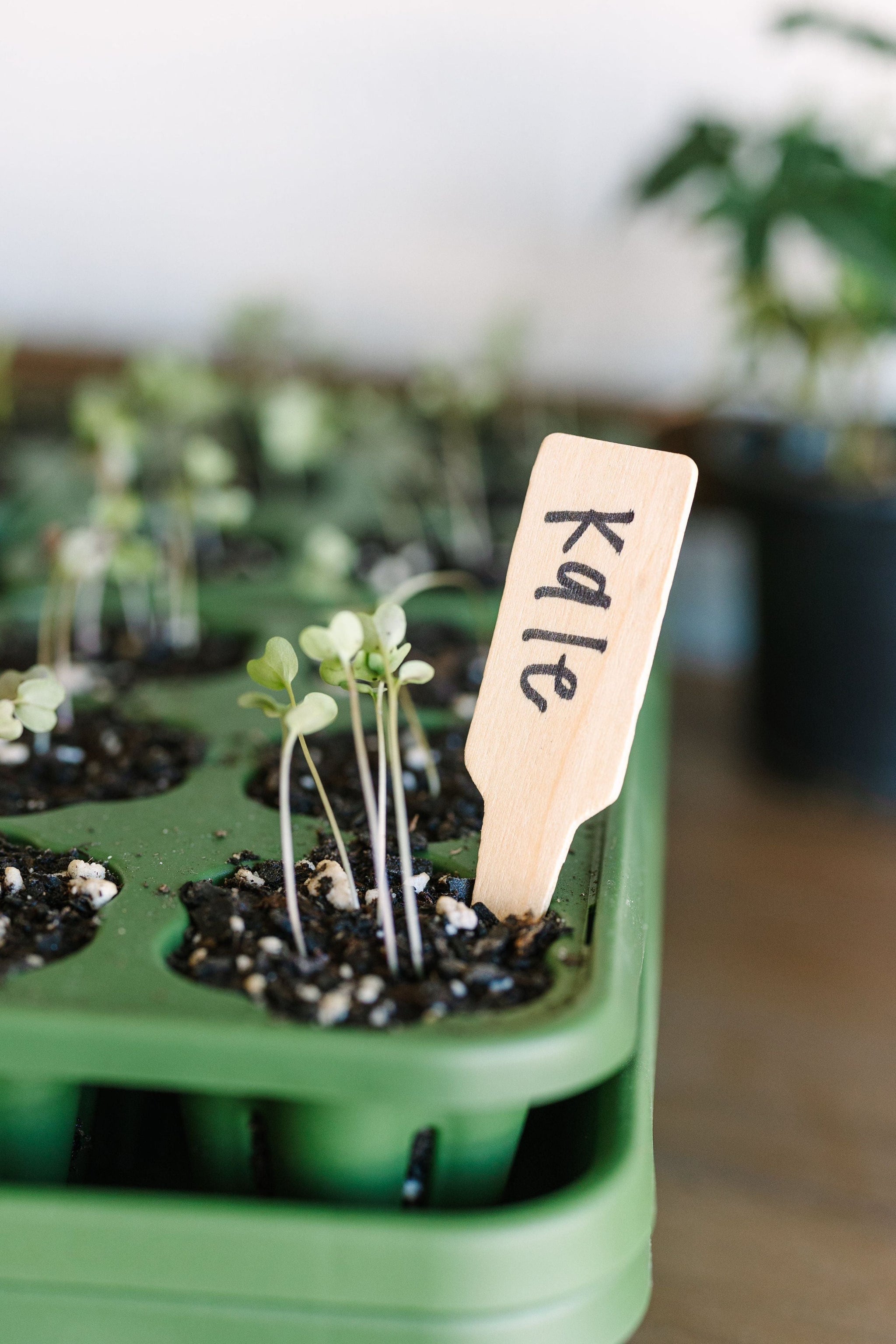garden seed markers Wooden Plant Marker - Set of 100