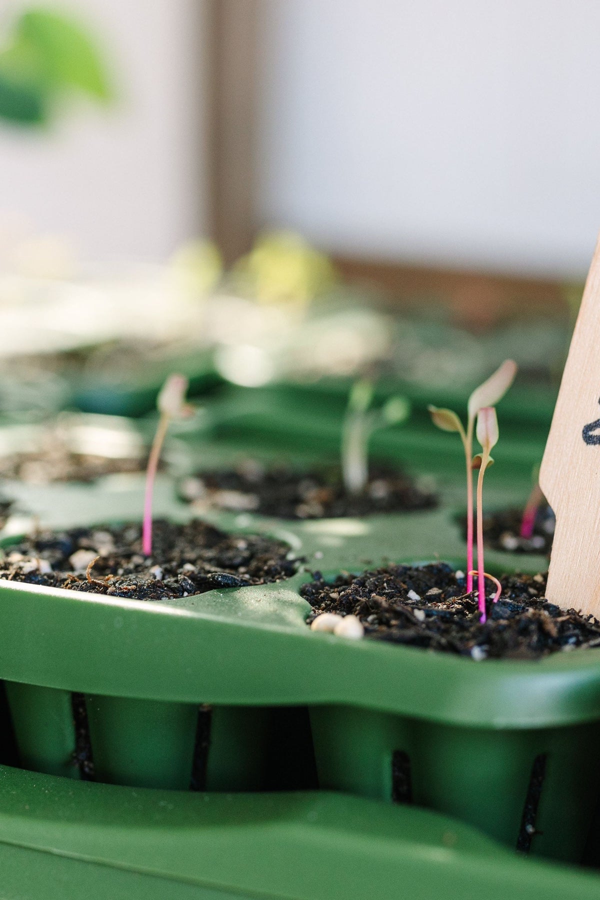 GreenStalk Seed Starter Kit with Domes | Evergreen 