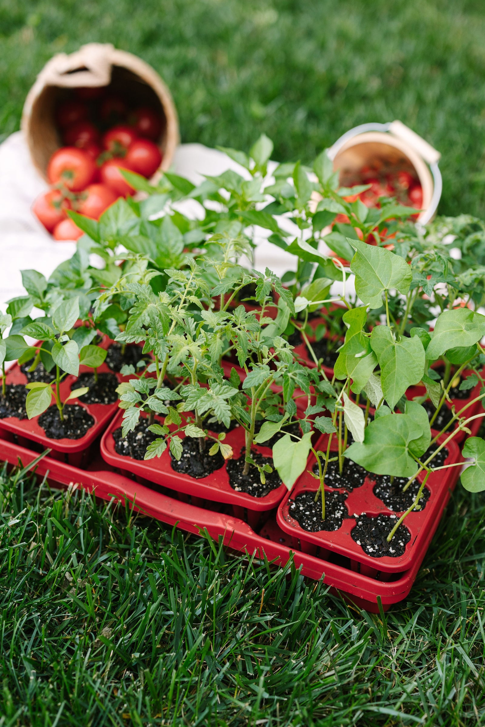 GreenStalk Seed Starter Kit with Domes | Tomato 