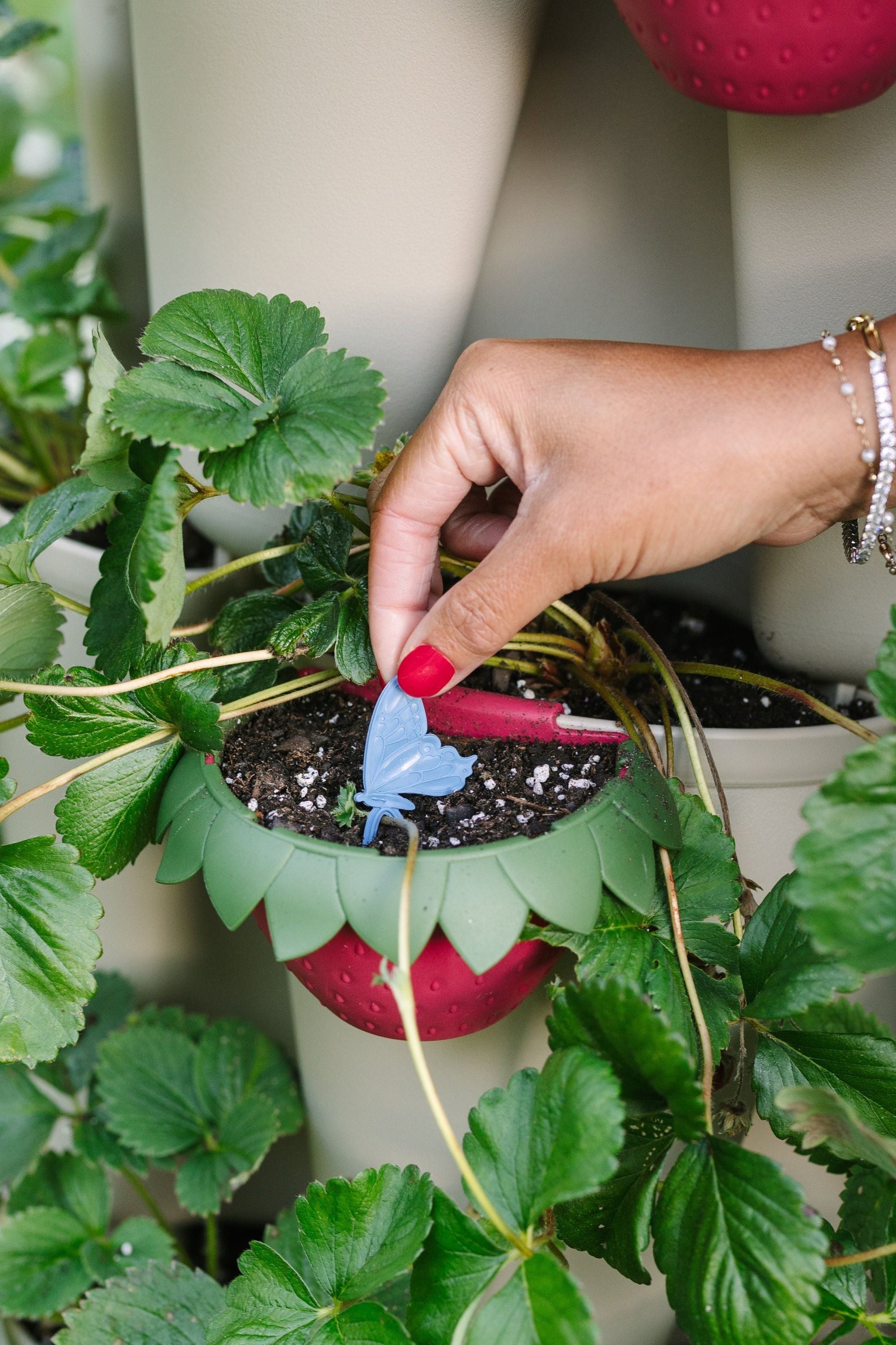 Razzleberry GreenStalk Planter Magnet | GreenStalk Garden