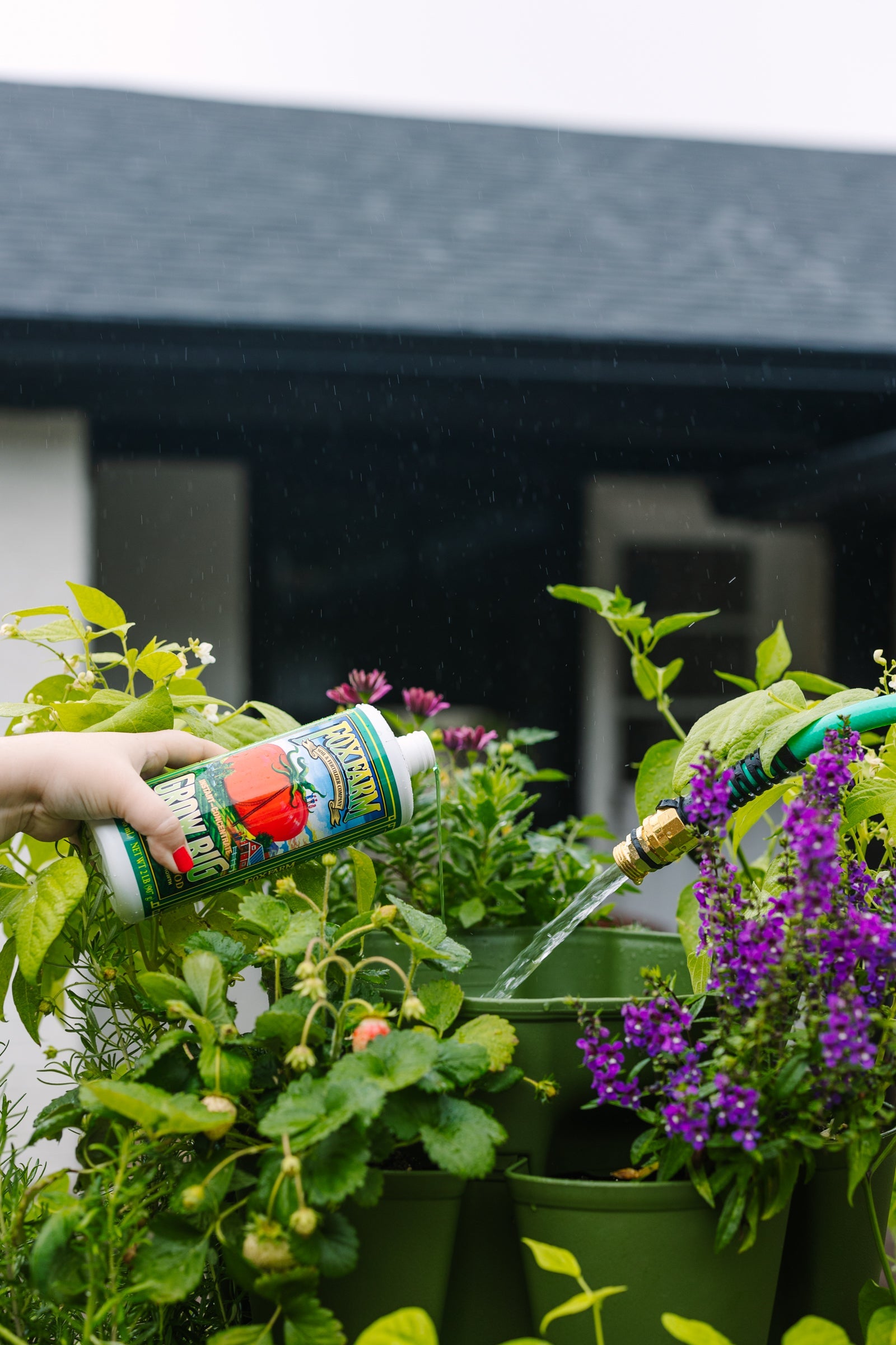 great big plants fertilizer Fox Farm Grow Big Fertilizer for Lush Vegetative Growth 6-4-4