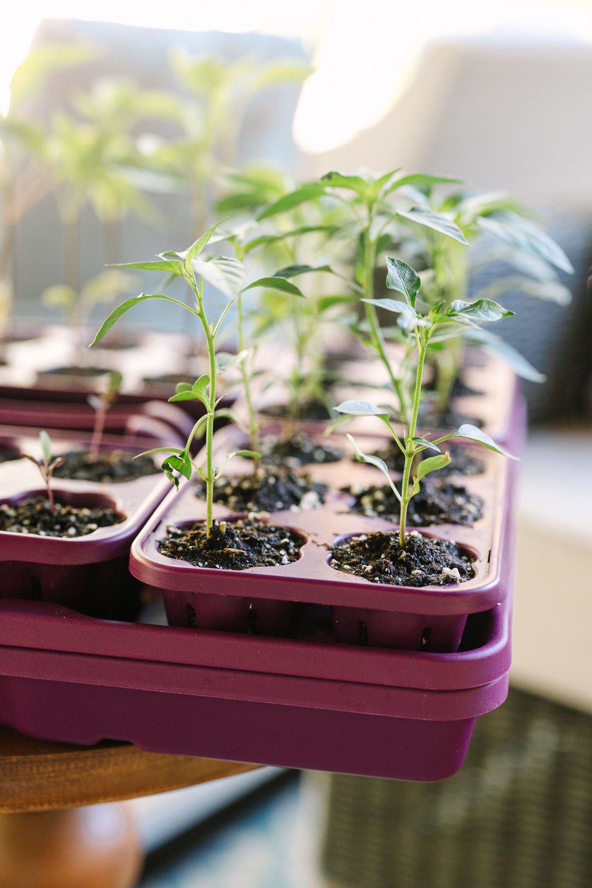 GreenStalk Seed Starter Kit with Domes | Razzleberry 