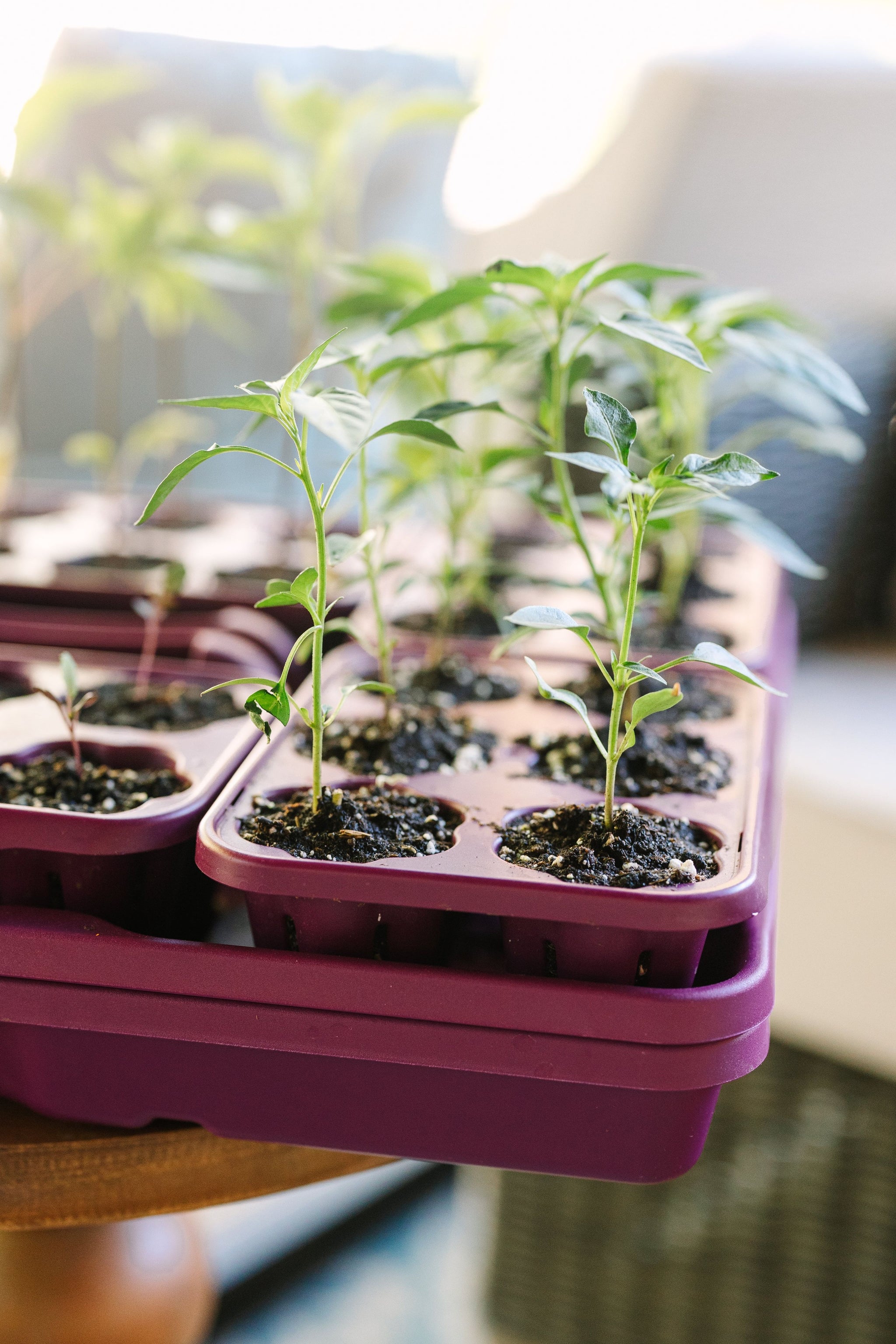 house plant starters GreenStalk Seed Starter Kit with Domes