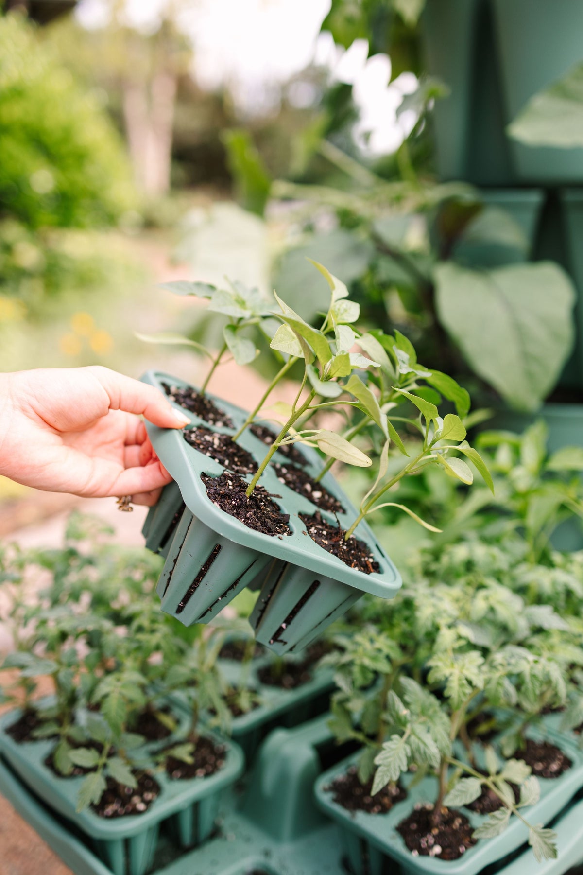 GreenStalk Seed Starter Kit with Domes | Sage 