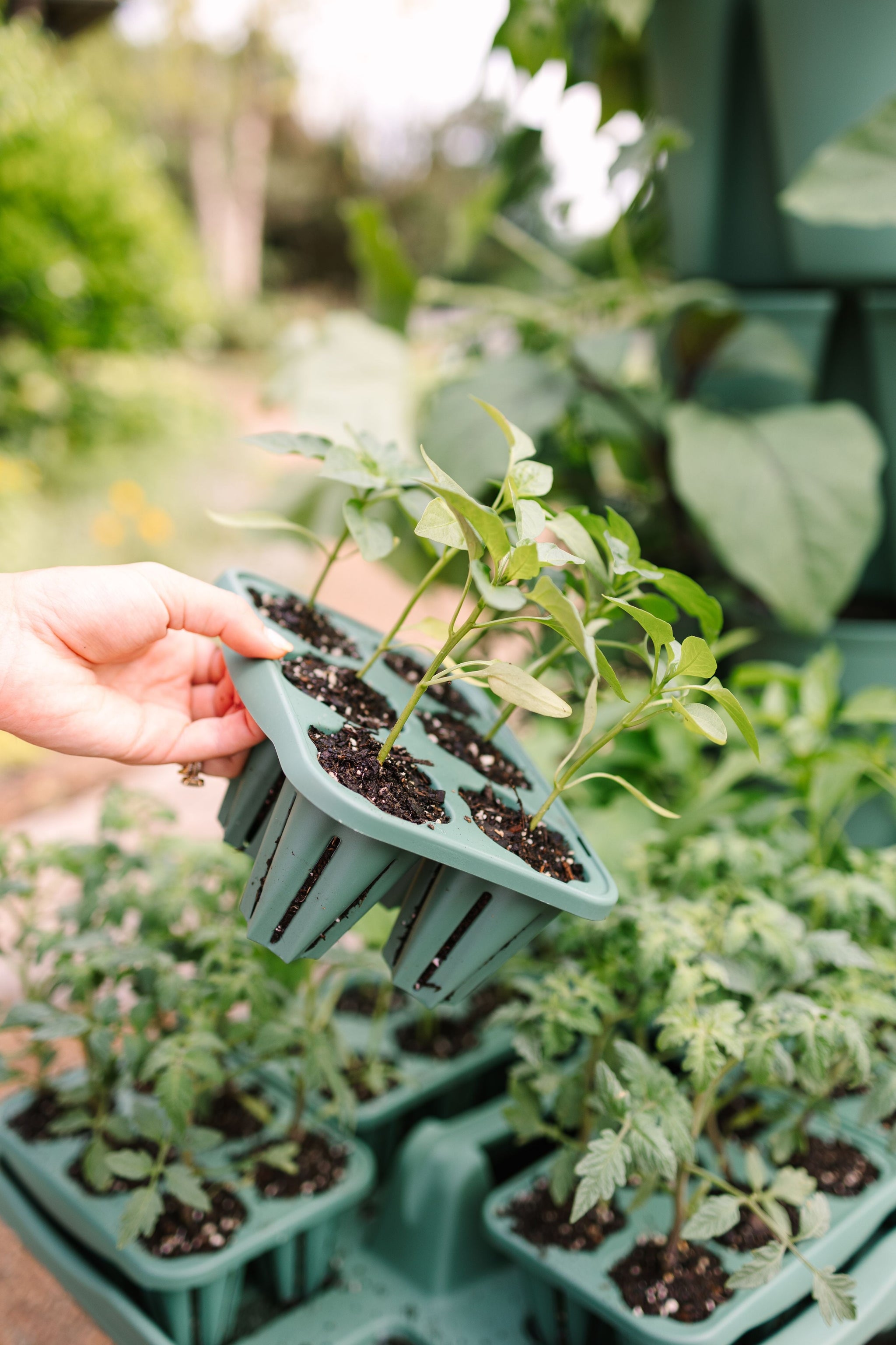 house plant starters GreenStalk Seed Starter Kit with Domes | Sage