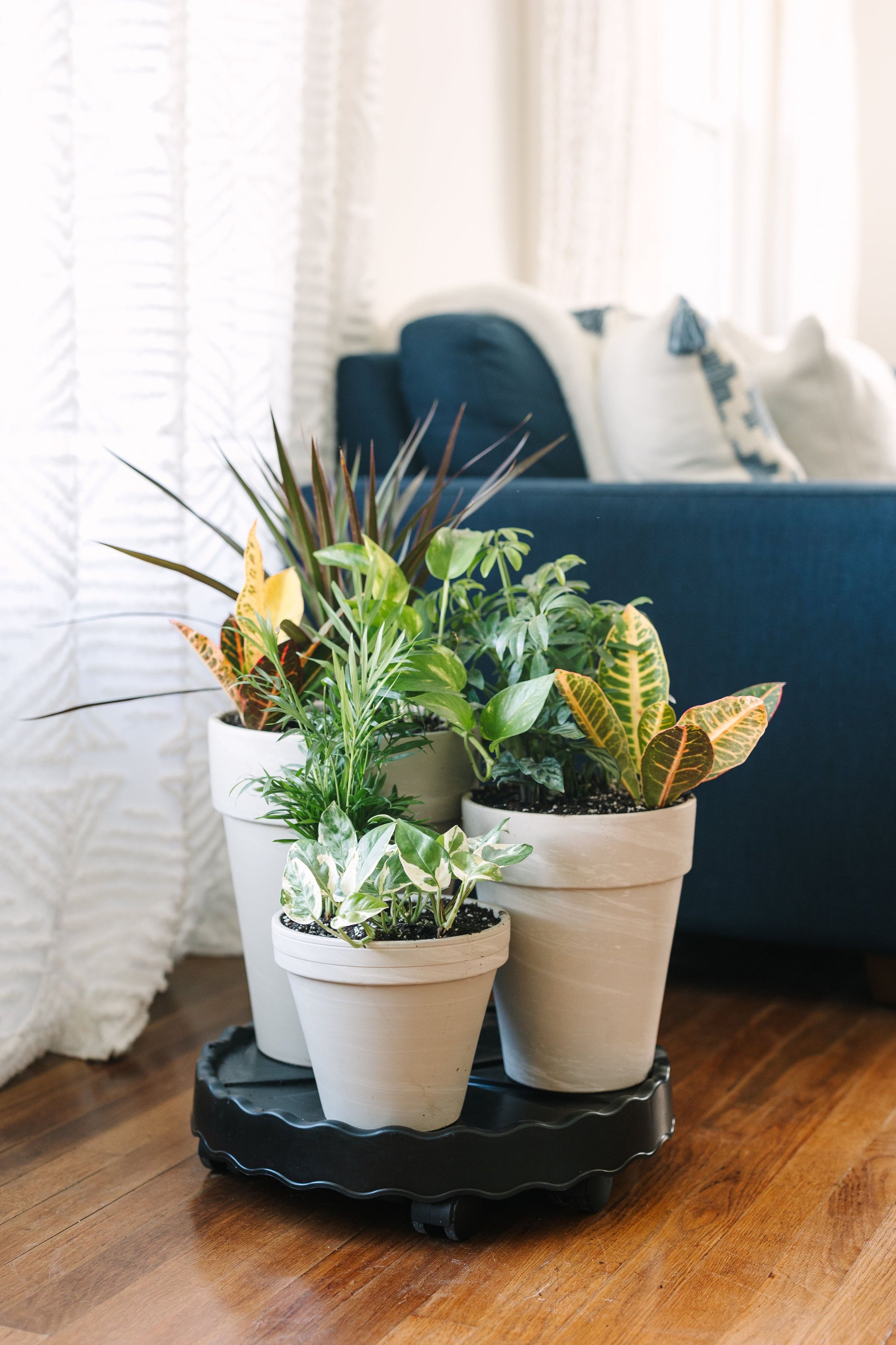 beautiful indoor plant pots GreenStalk Ultimate Mover | Beautiful Black