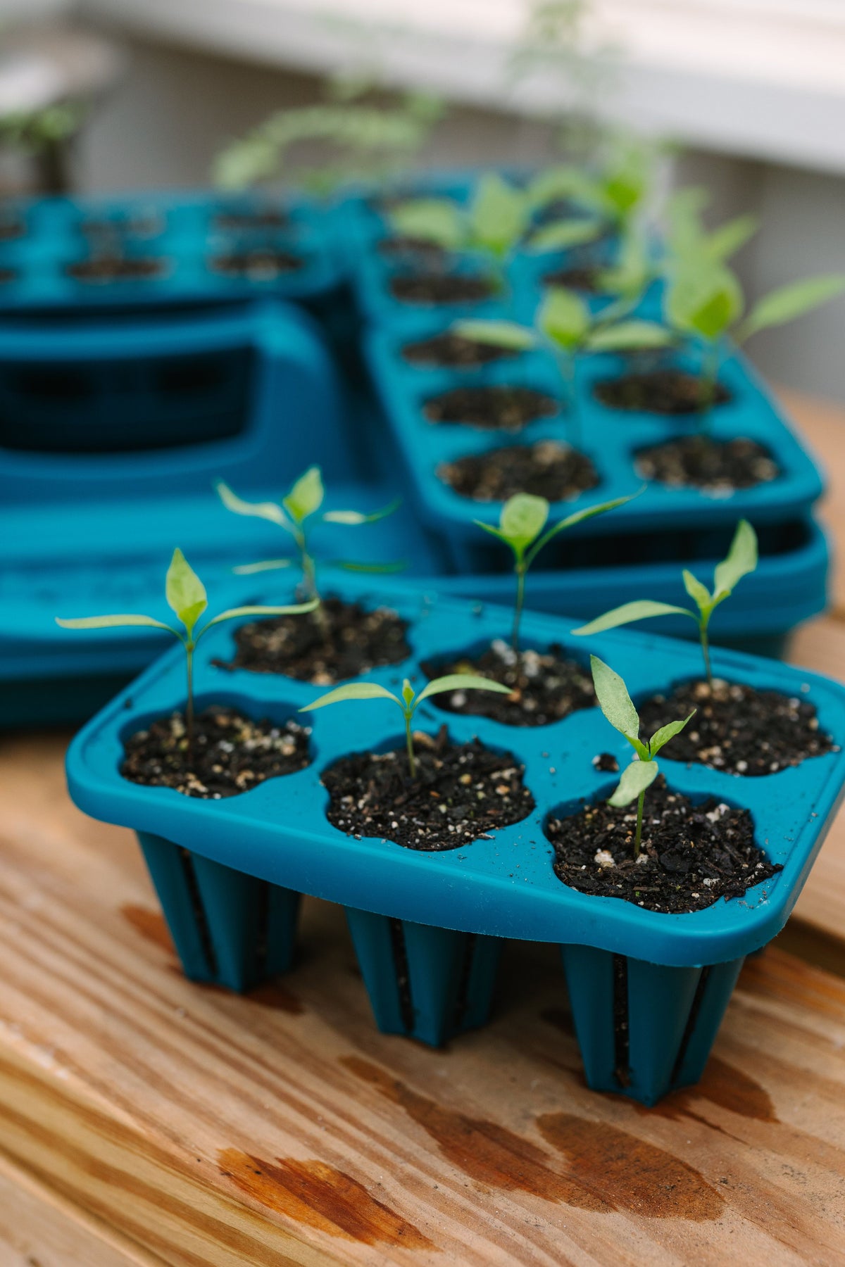GreenStalk Seed Starter Kit with Domes | Dragonfly 