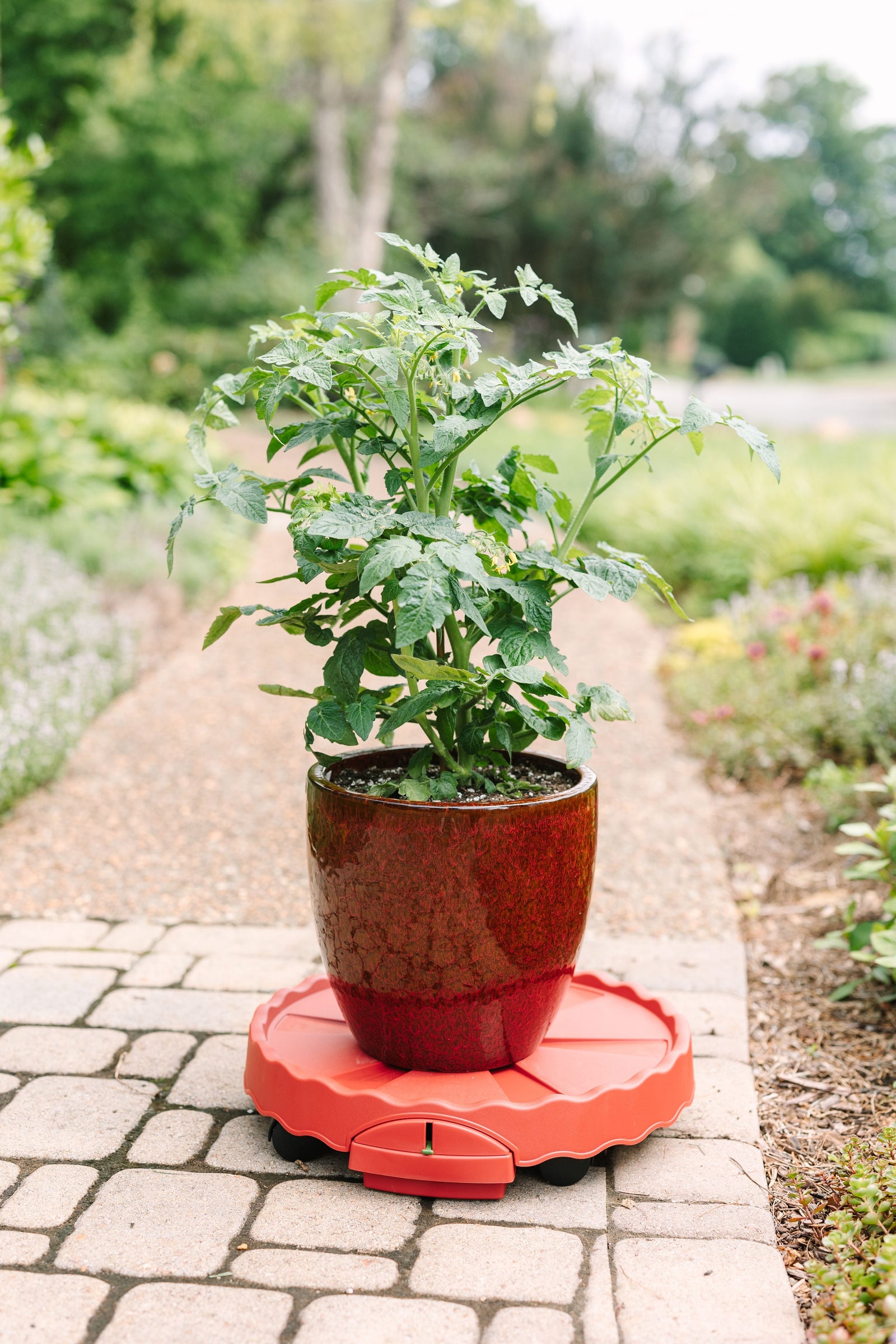 GreenStalk Ultimate Mover | Tomato 