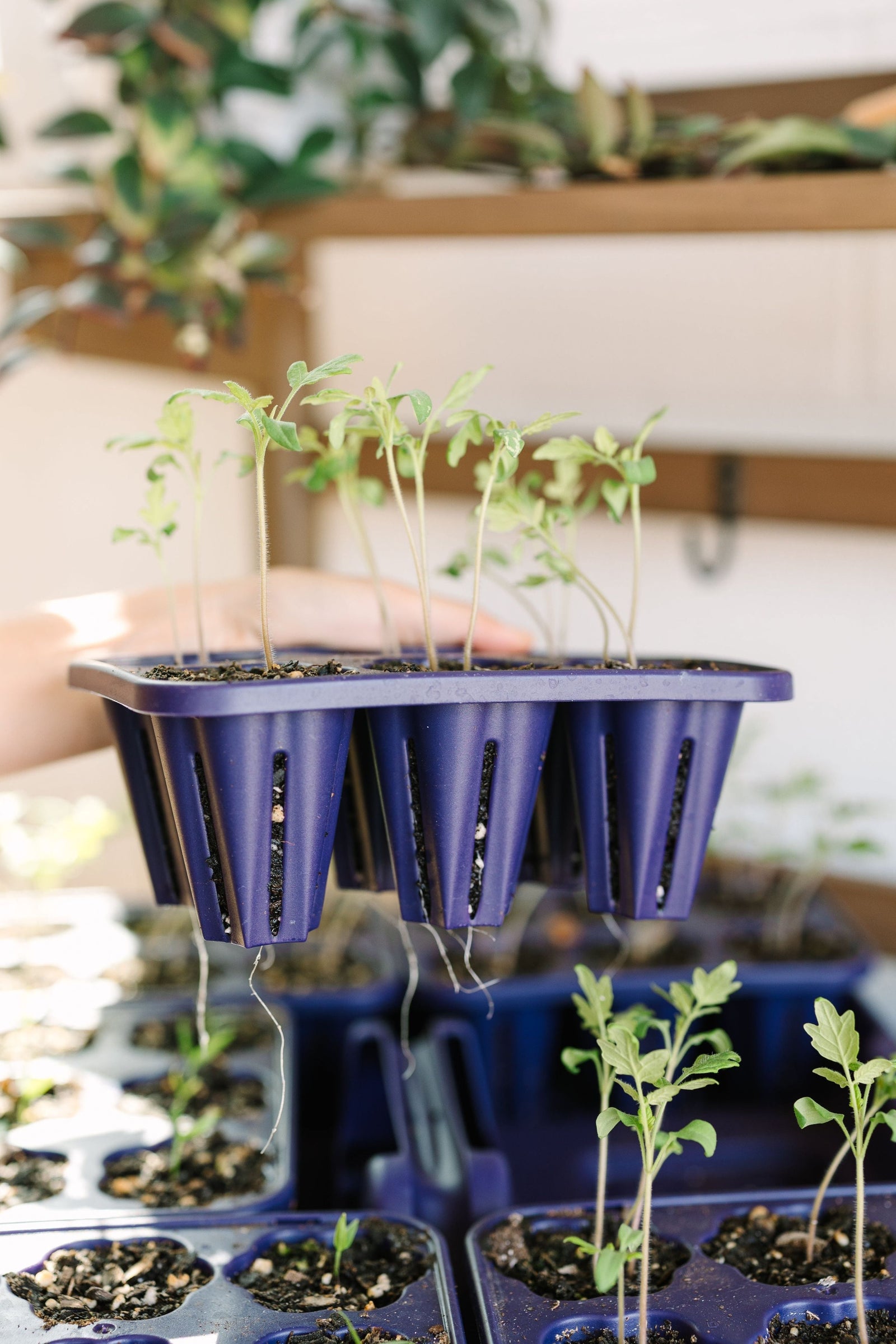 GreenStalk Seed Starter Kit with Domes | Blackberry 