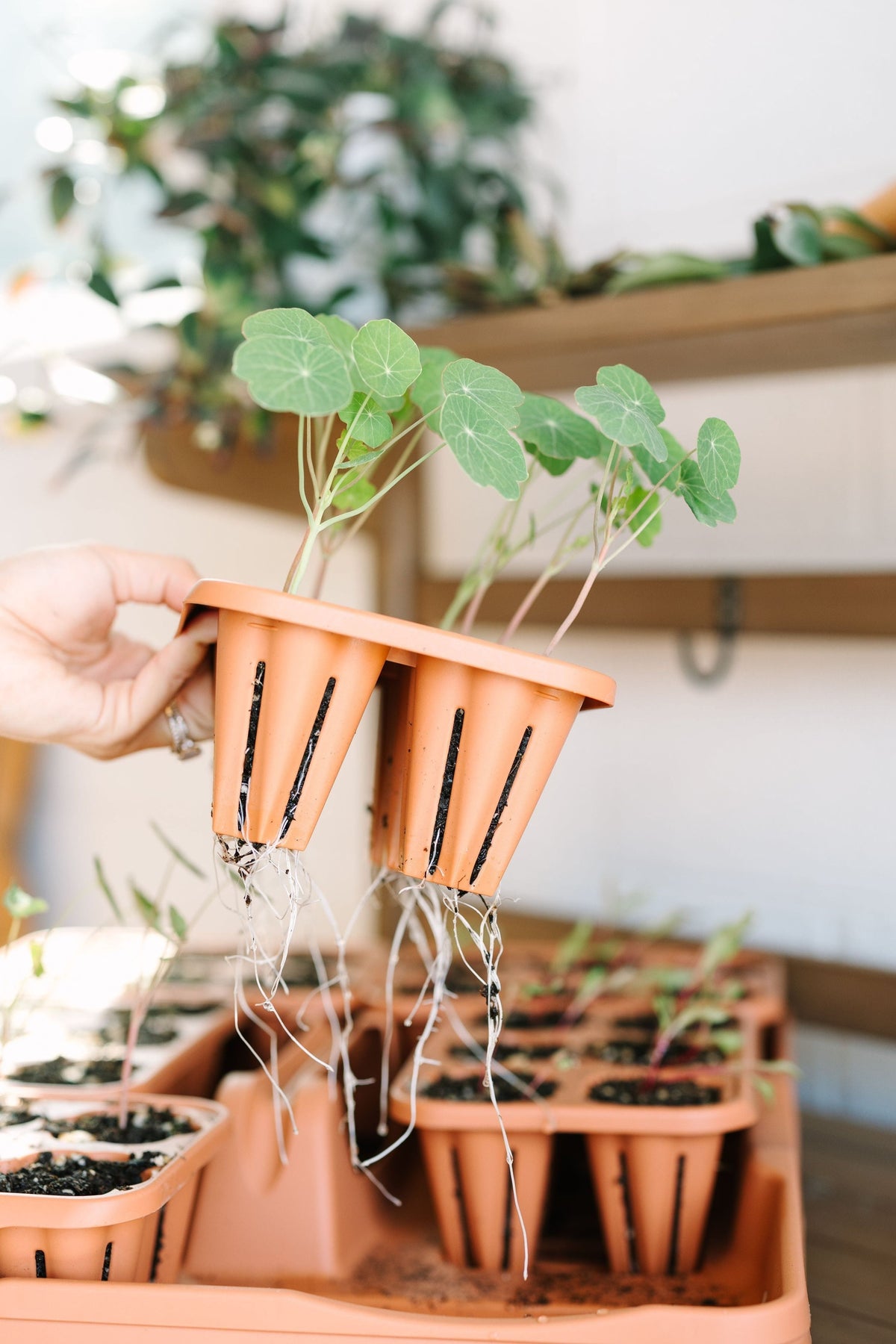 GreenStalk Seed Starter Kit | Classic Terracotta 