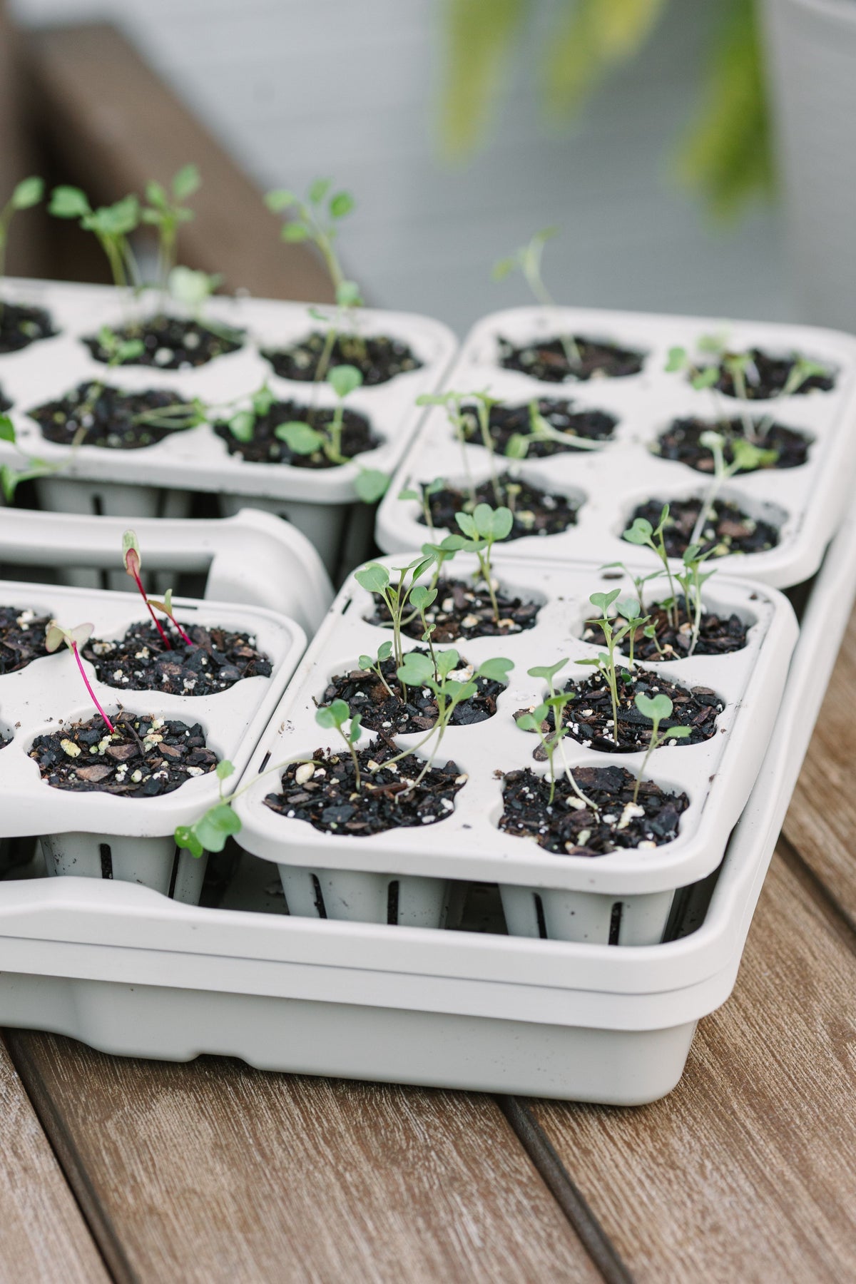 GreenStalk Seed Starter Kit with Domes | Stunning Stone 