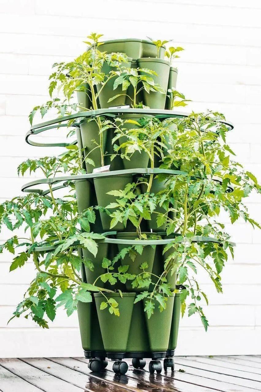 house plant supports GreenStalk Plant Support | Set of 3