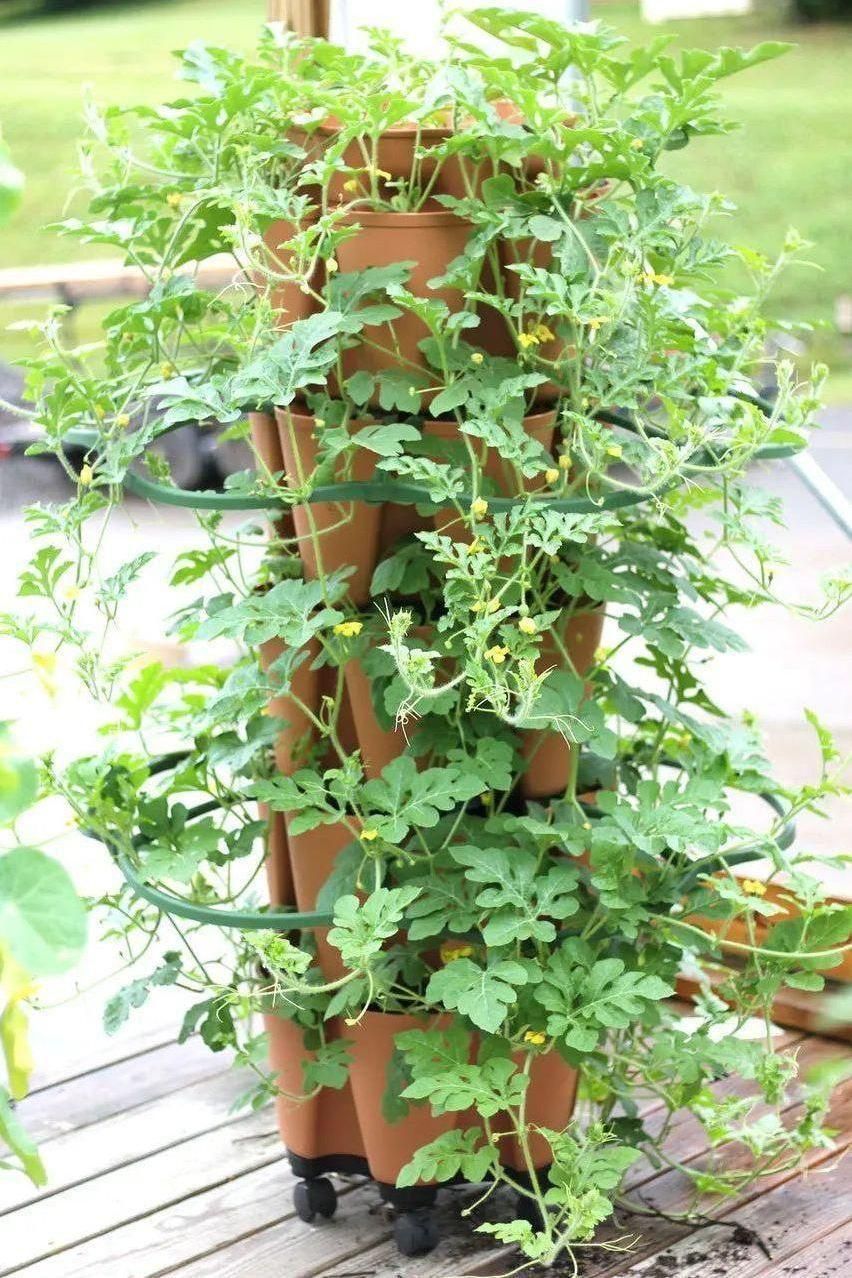 plant supports for pots GreenStalk Plant Support | Set of 3