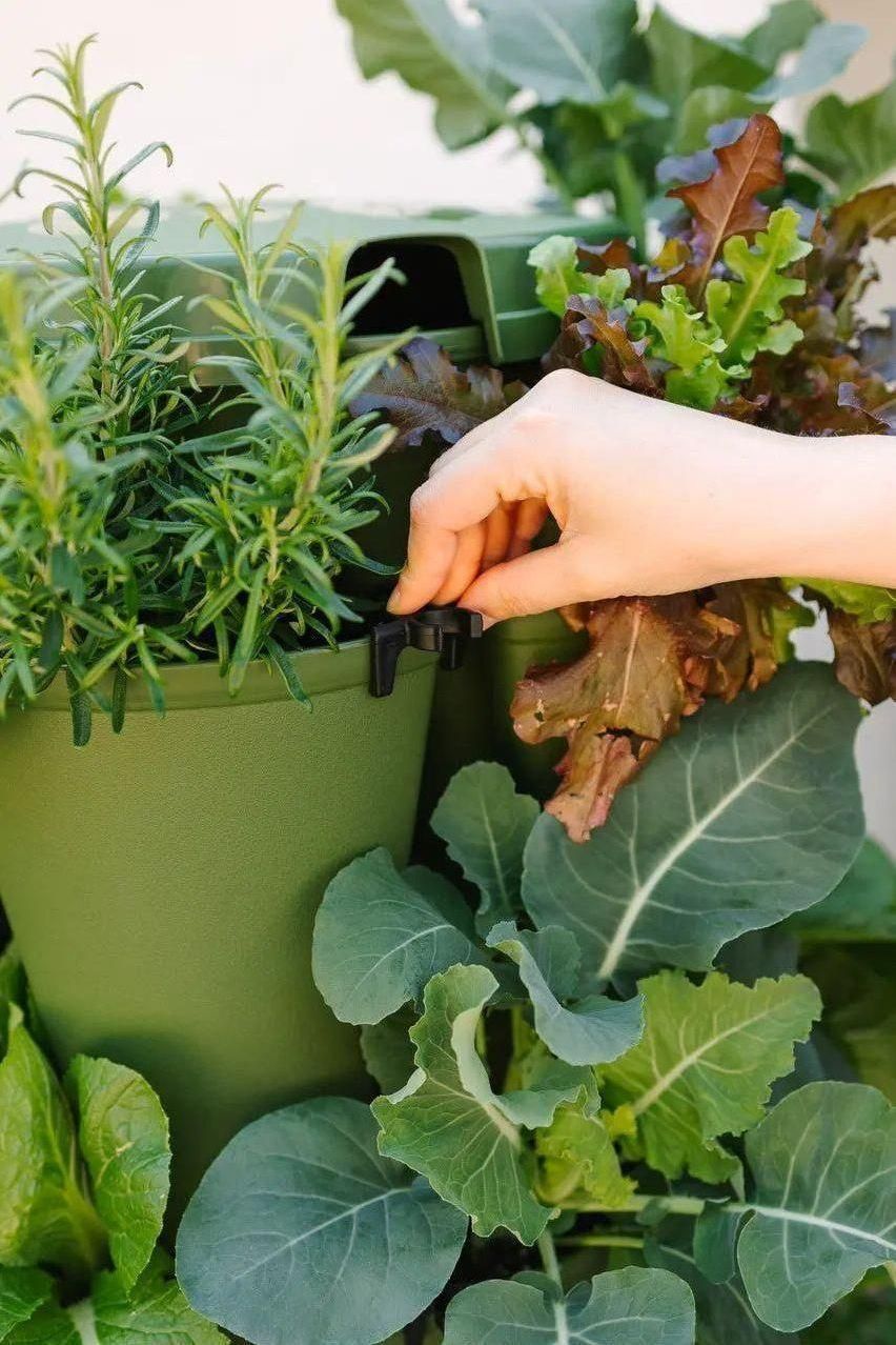 Set of 7 GreenStalk Clips - GreenStalk Garden